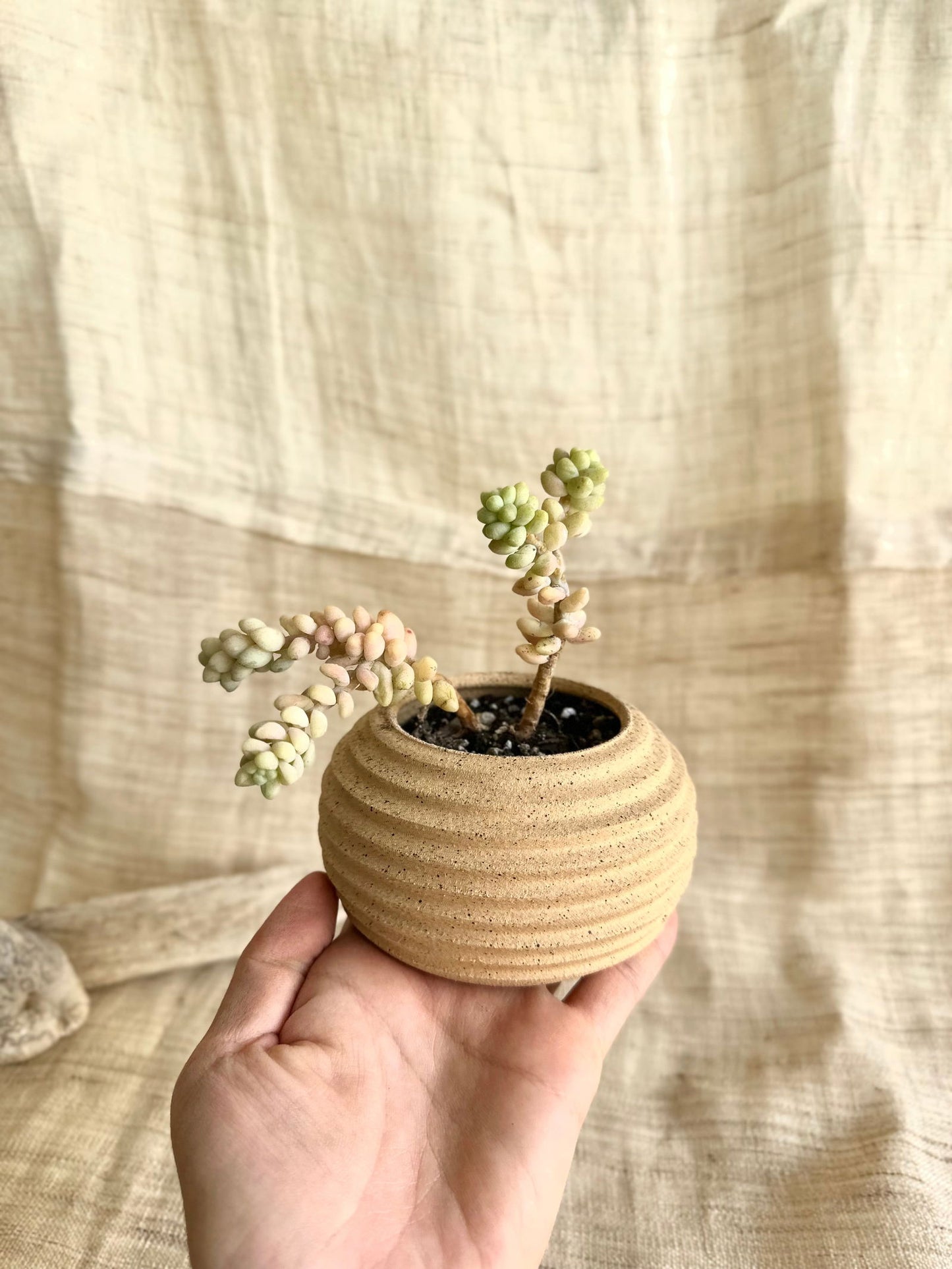 8 s.b mini planter - Mipa's pots and plants