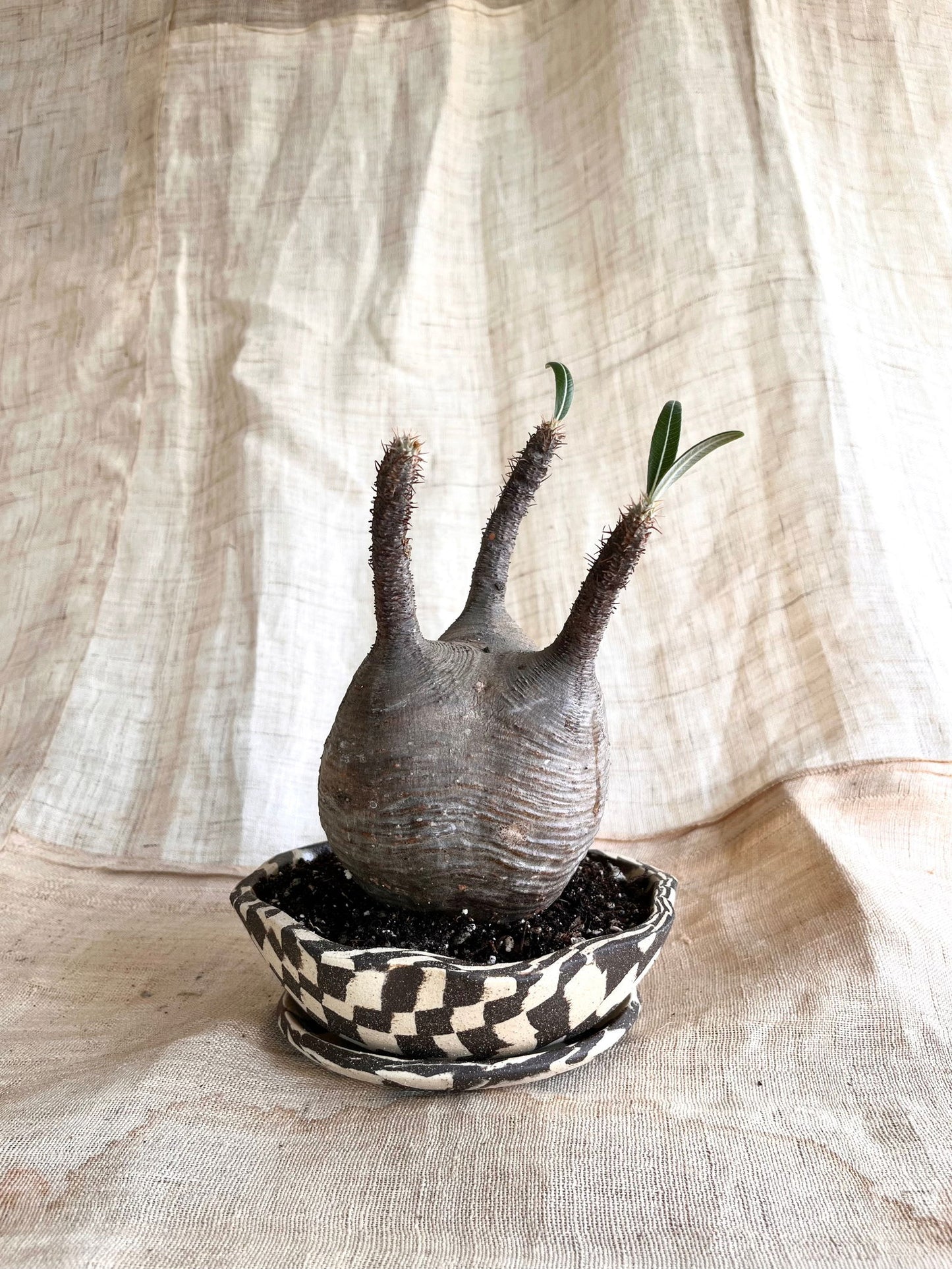 99 B/W mosaic pie planter set - Mipa's pots and plants