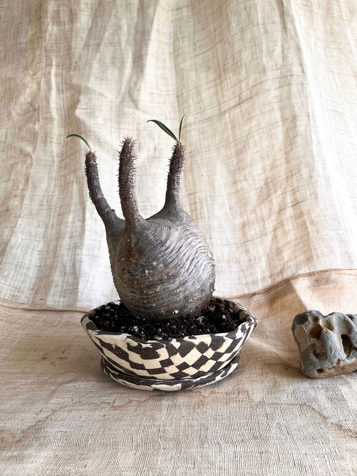 99 B/W mosaic pie planter set - Mipa's pots and plants