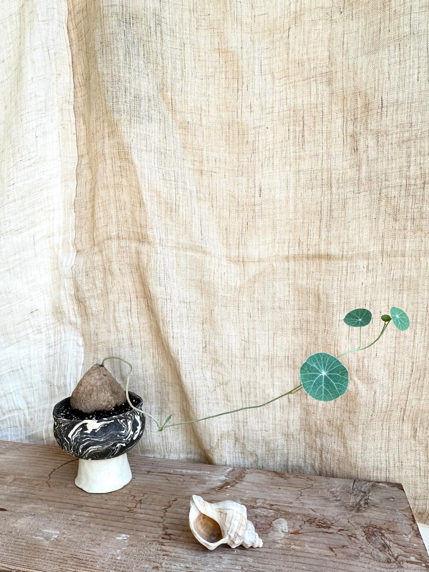 Stephania erecta w/ planter