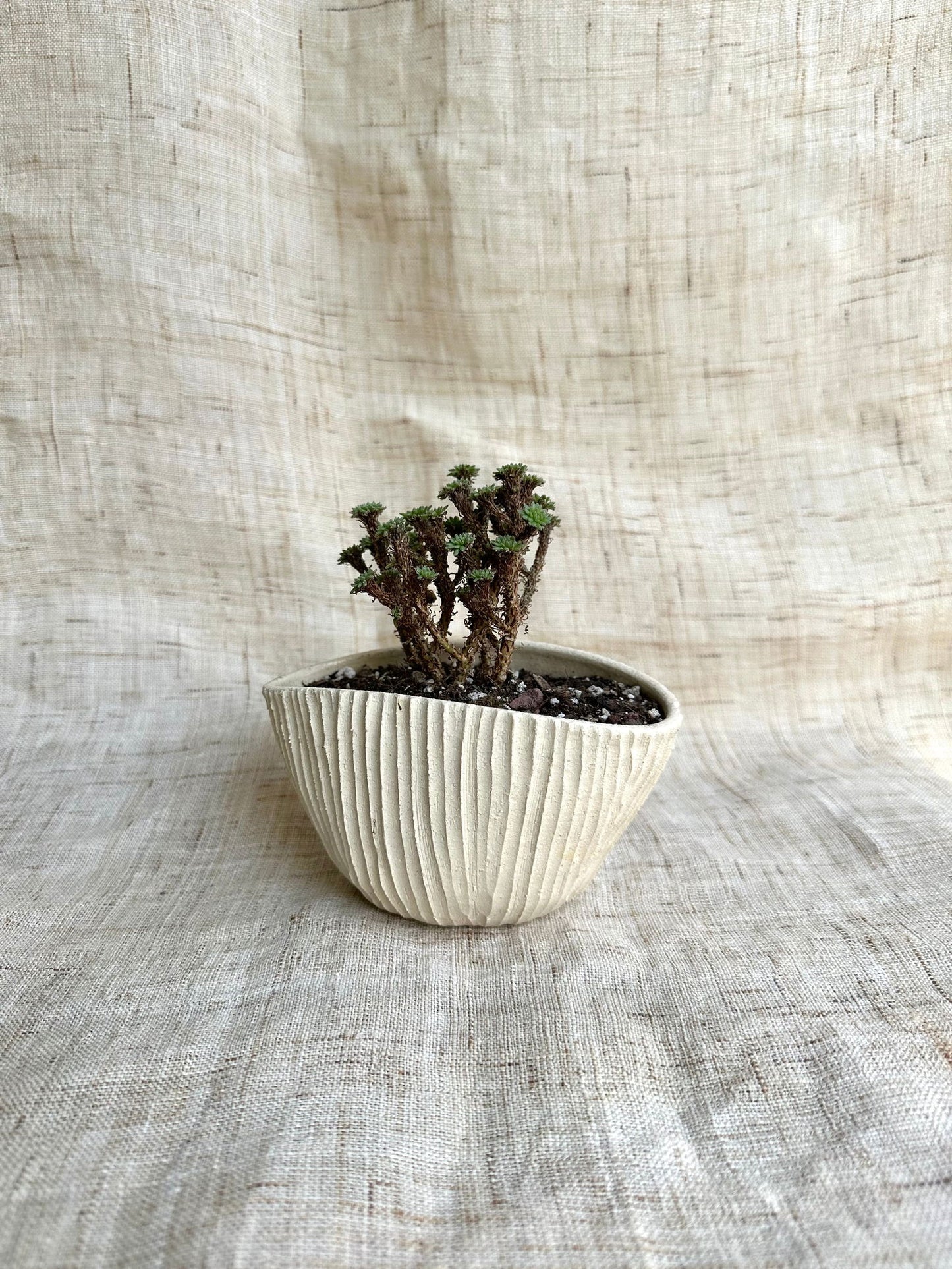 9 off-white planter - Mipa's pots and plants