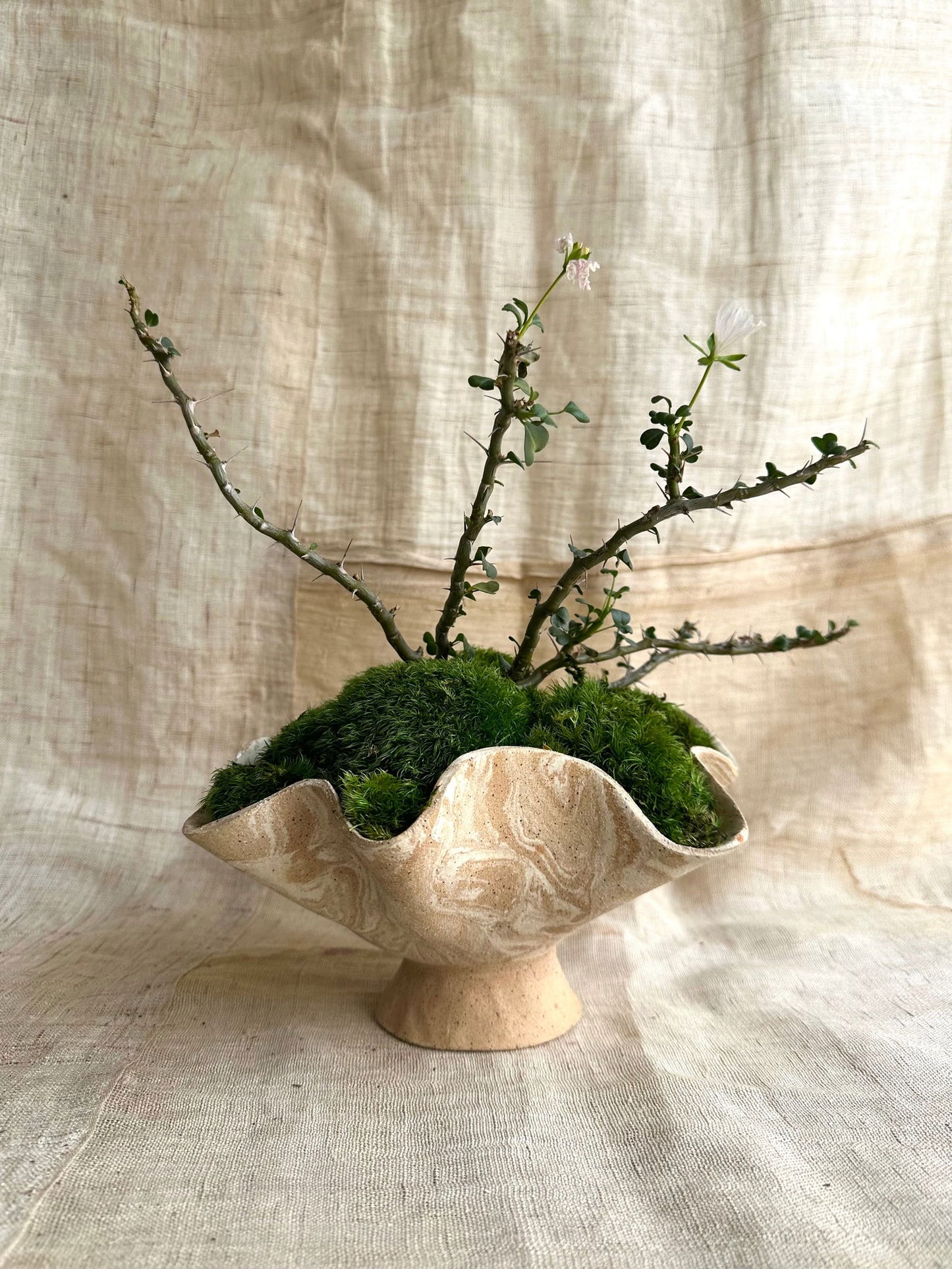 9 sandstorm planter - Mipa's pots and plants