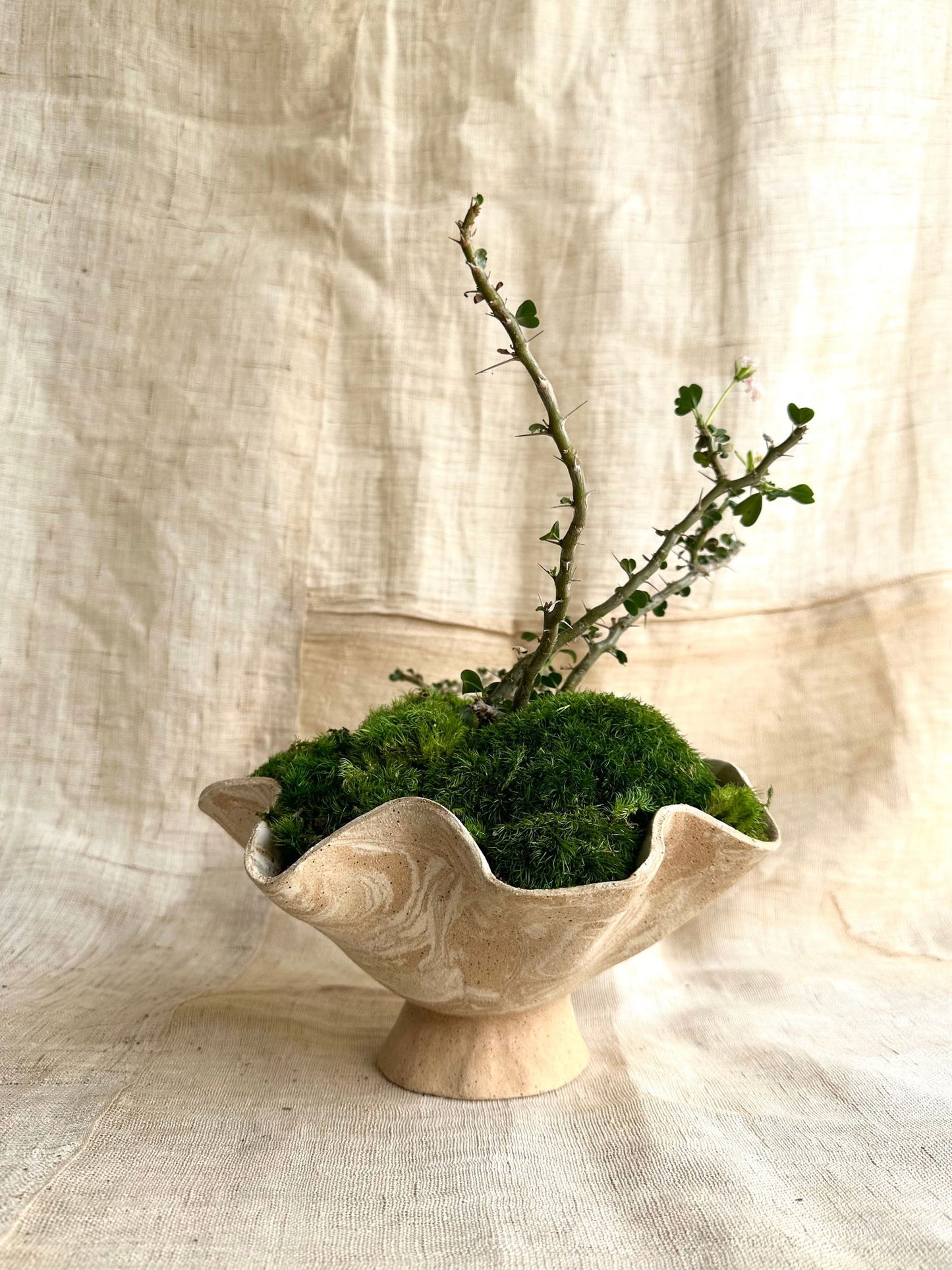 9 sandstorm planter - Mipa's pots and plants