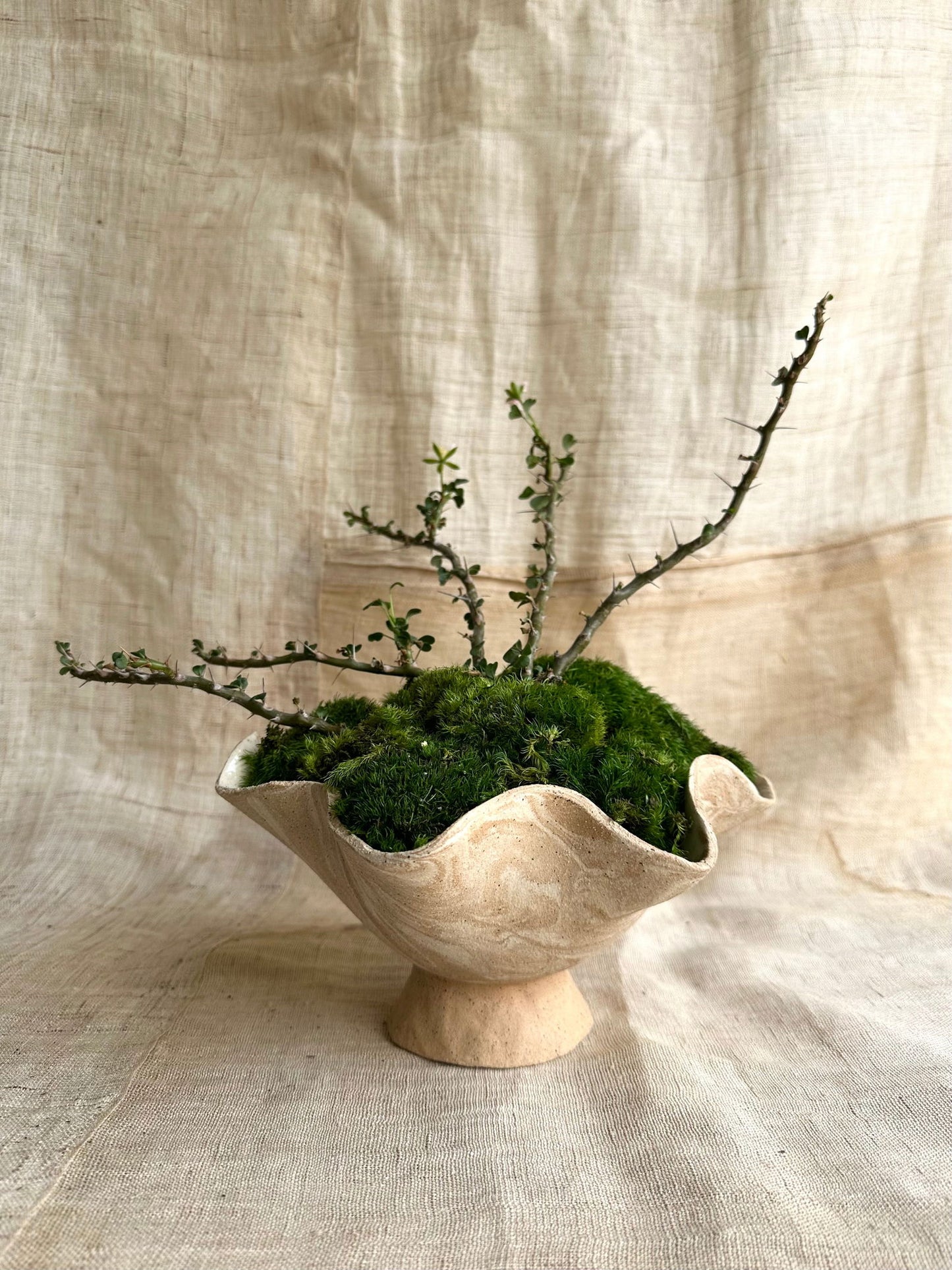 9 sandstorm planter - Mipa's pots and plants