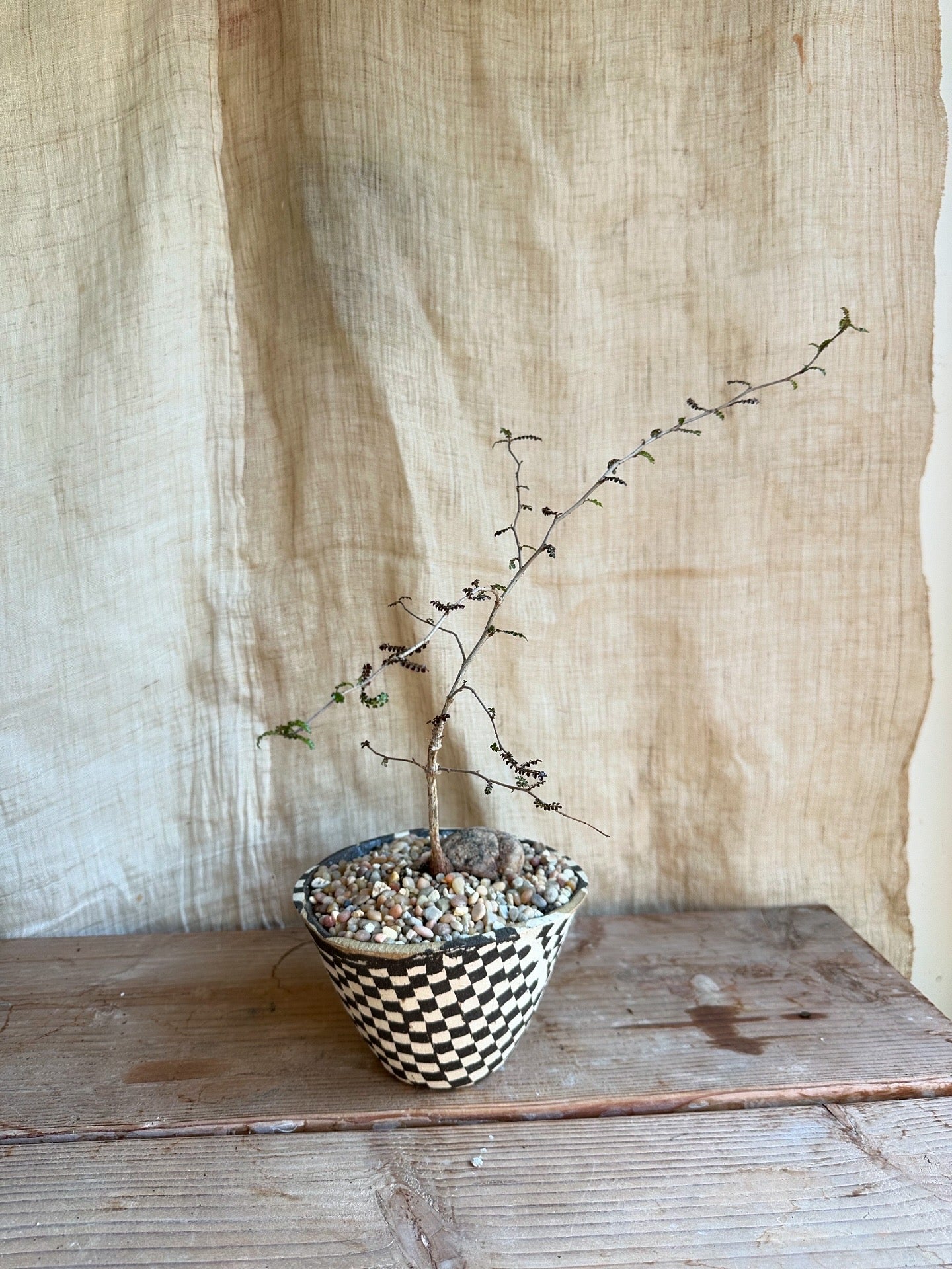 Operculicarya decaryi w/ planter