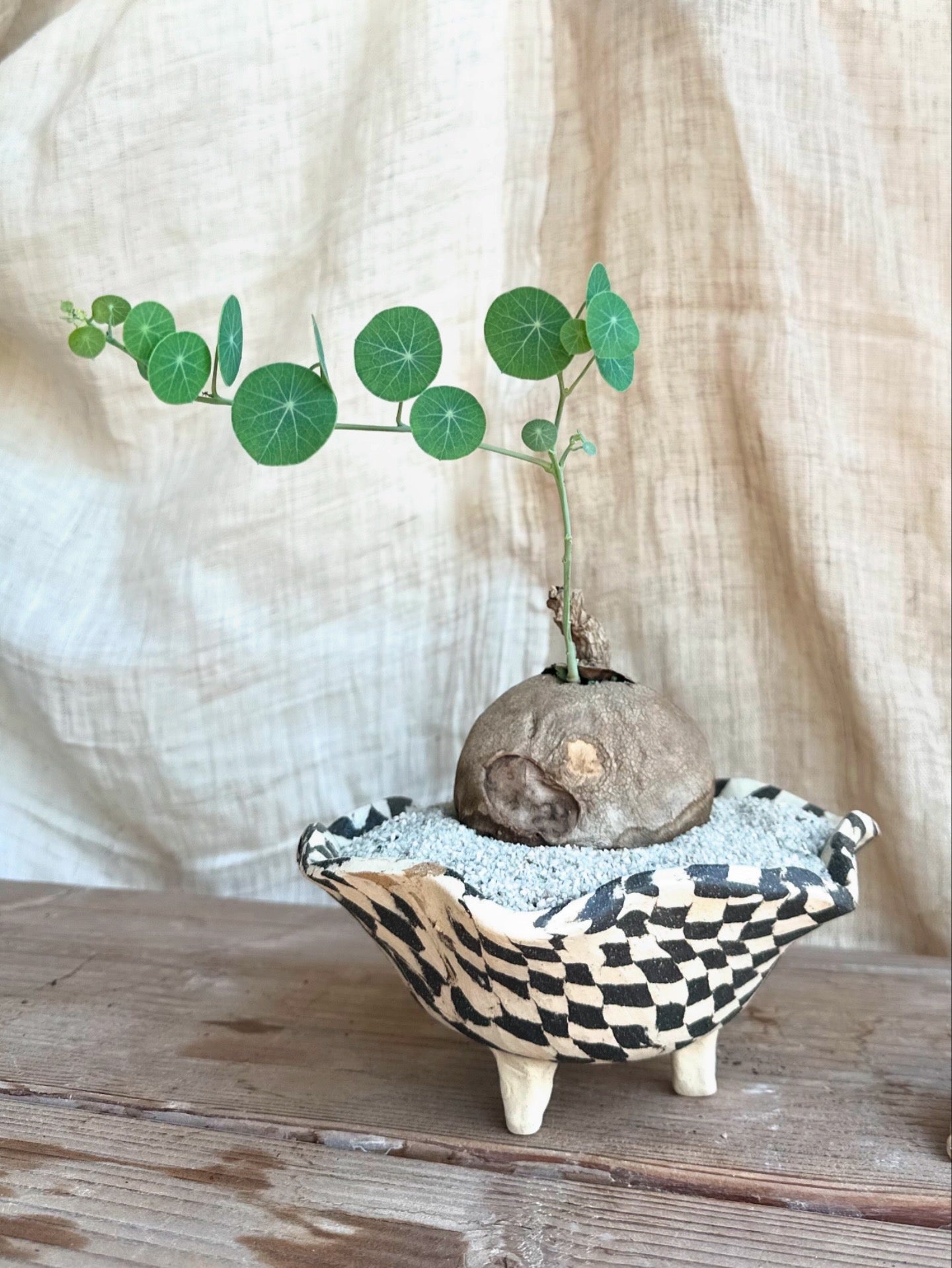 Stephania erecta w/ planter