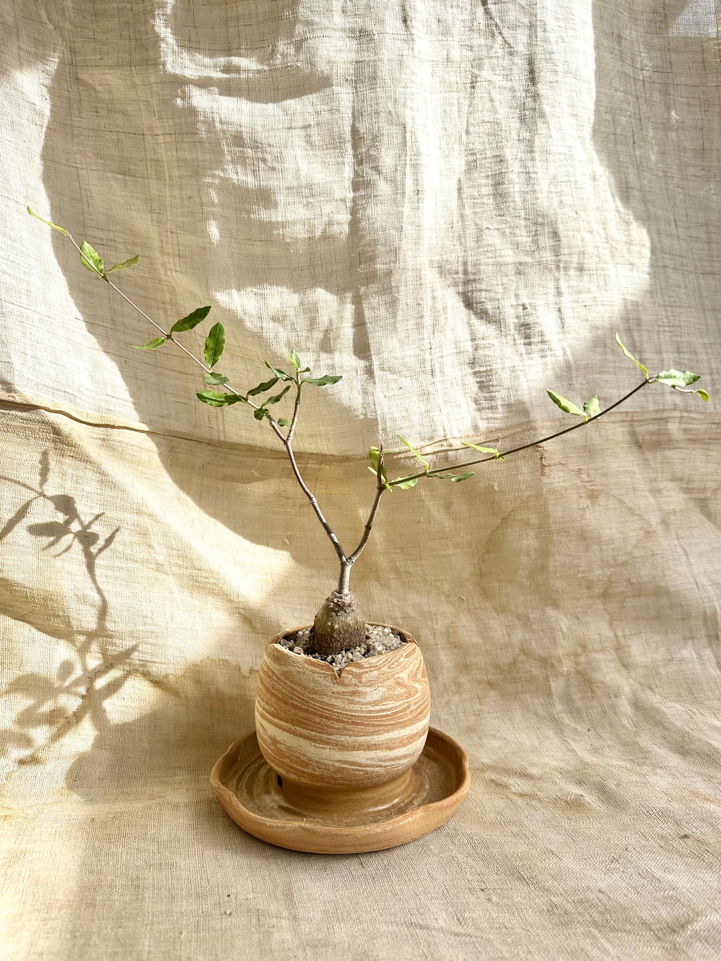 Fokea edulis w/ planter