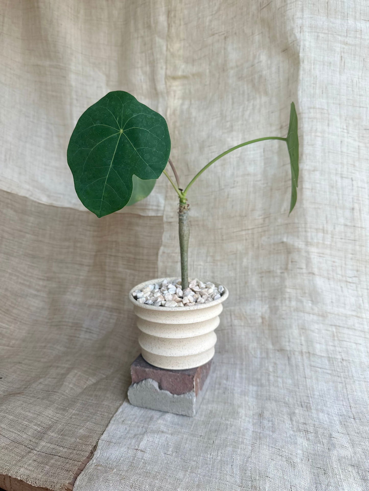 Buddha belly plant w/ bamboo planter - Mipa's pots and plants