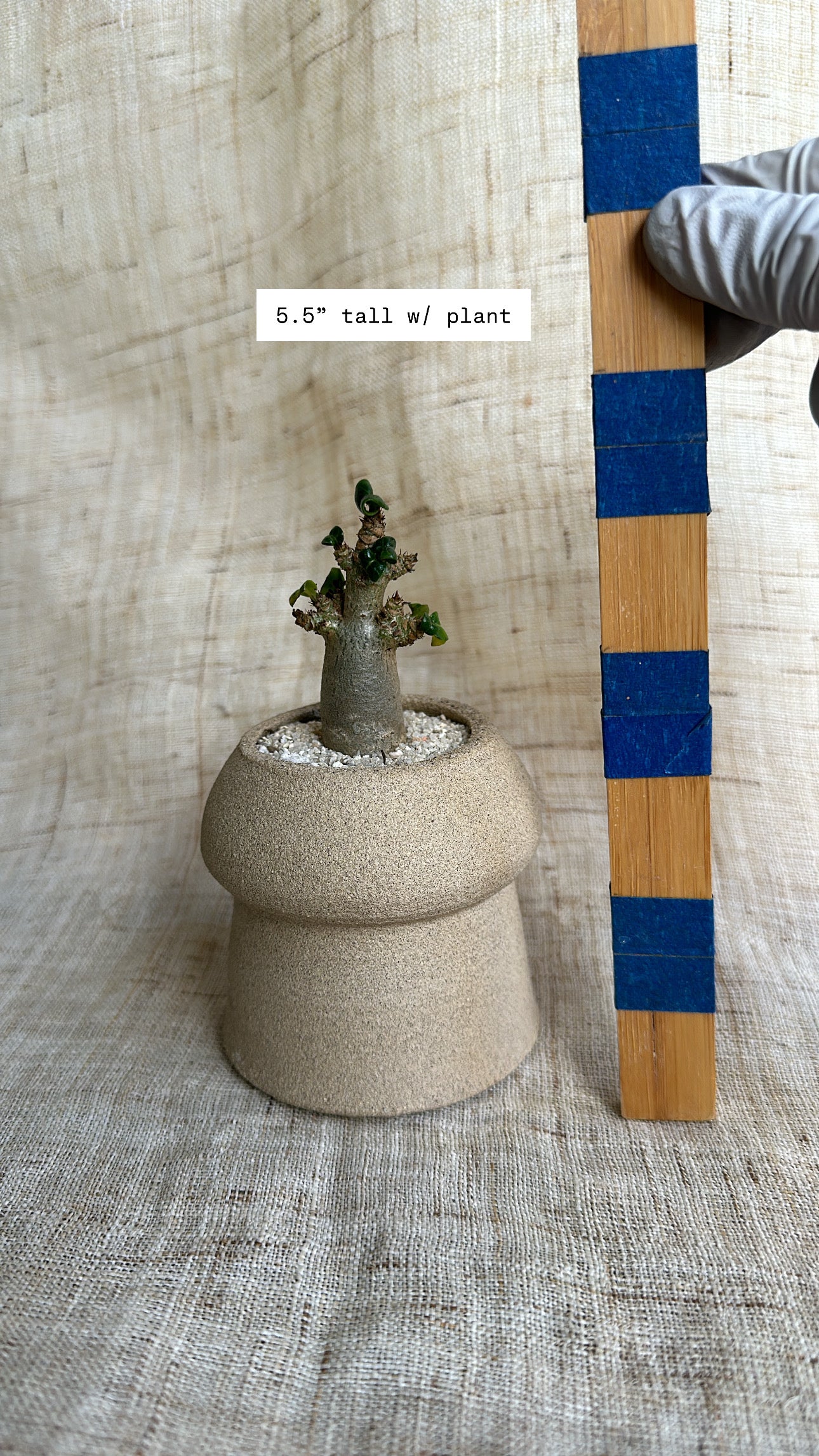Adenia hybrid w/ mud mushroom planter