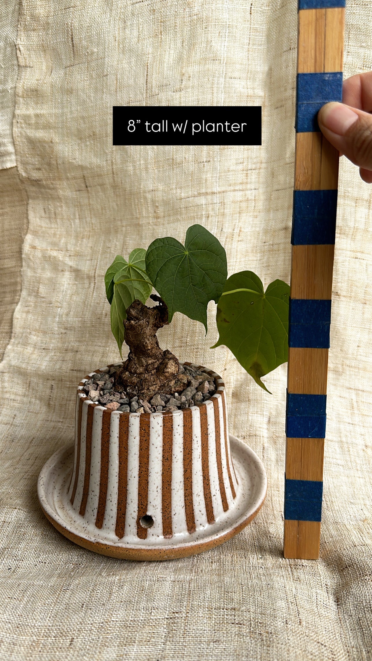 Sterculia colorata w/ planter