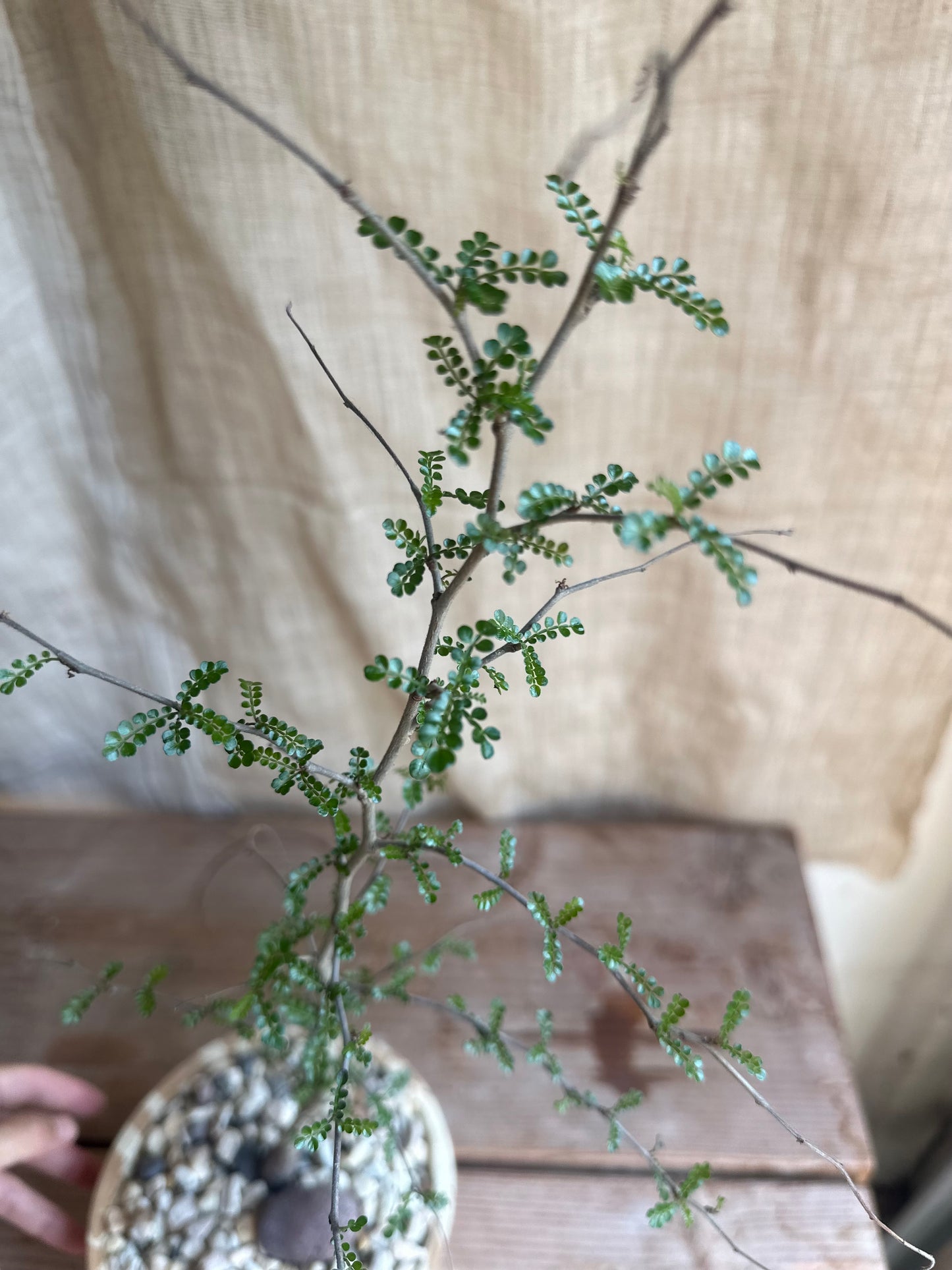 Operculicarya decaryi w/ planter