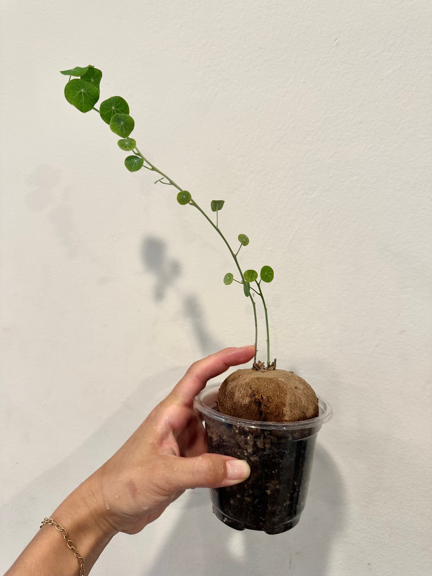 Stephania nova + Stephania erecta
