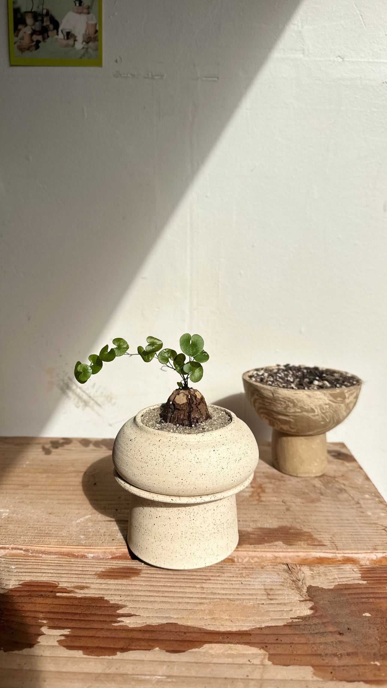 C/c small self-watering planter set