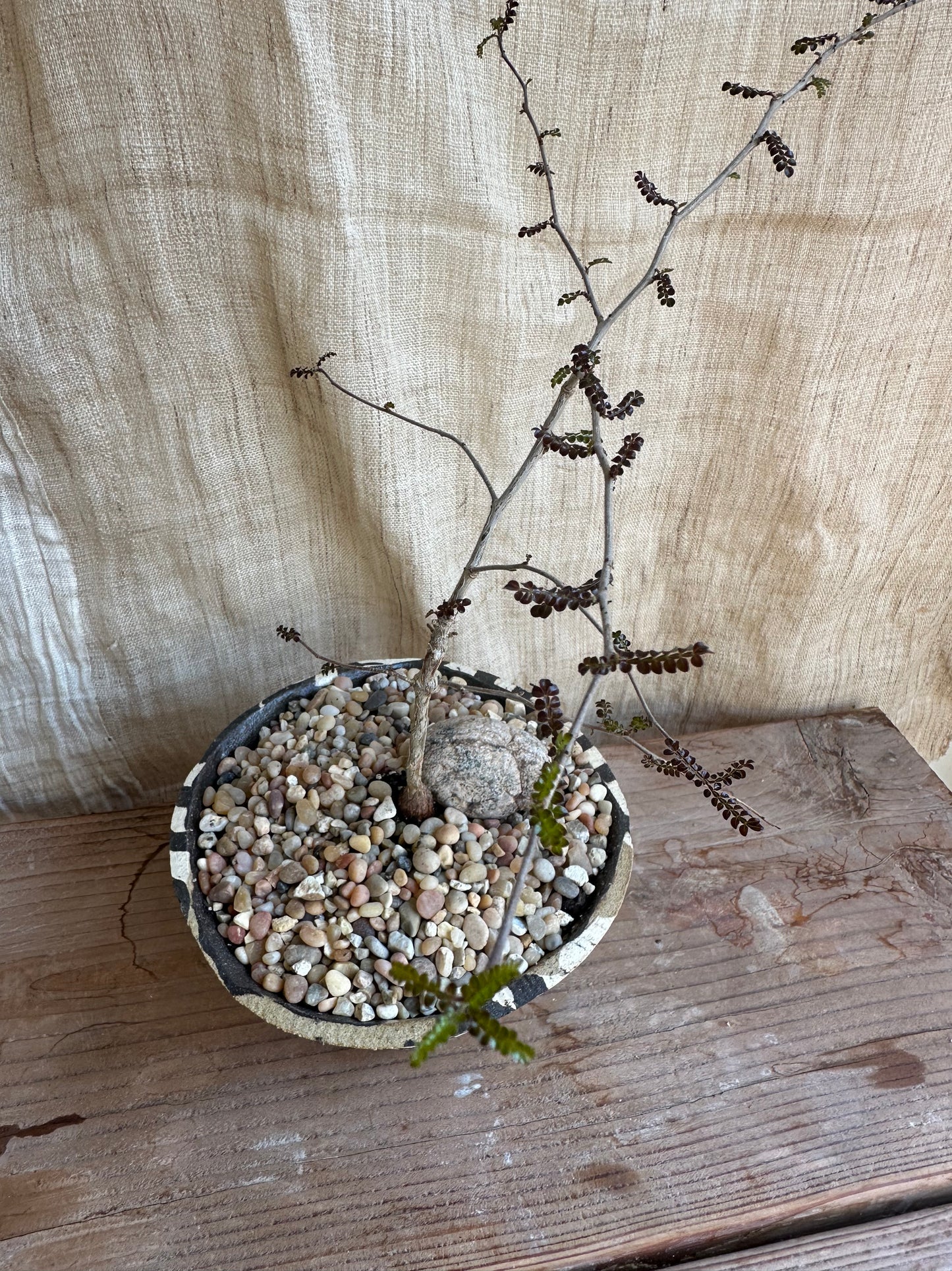 Operculicarya decaryi w/ planter