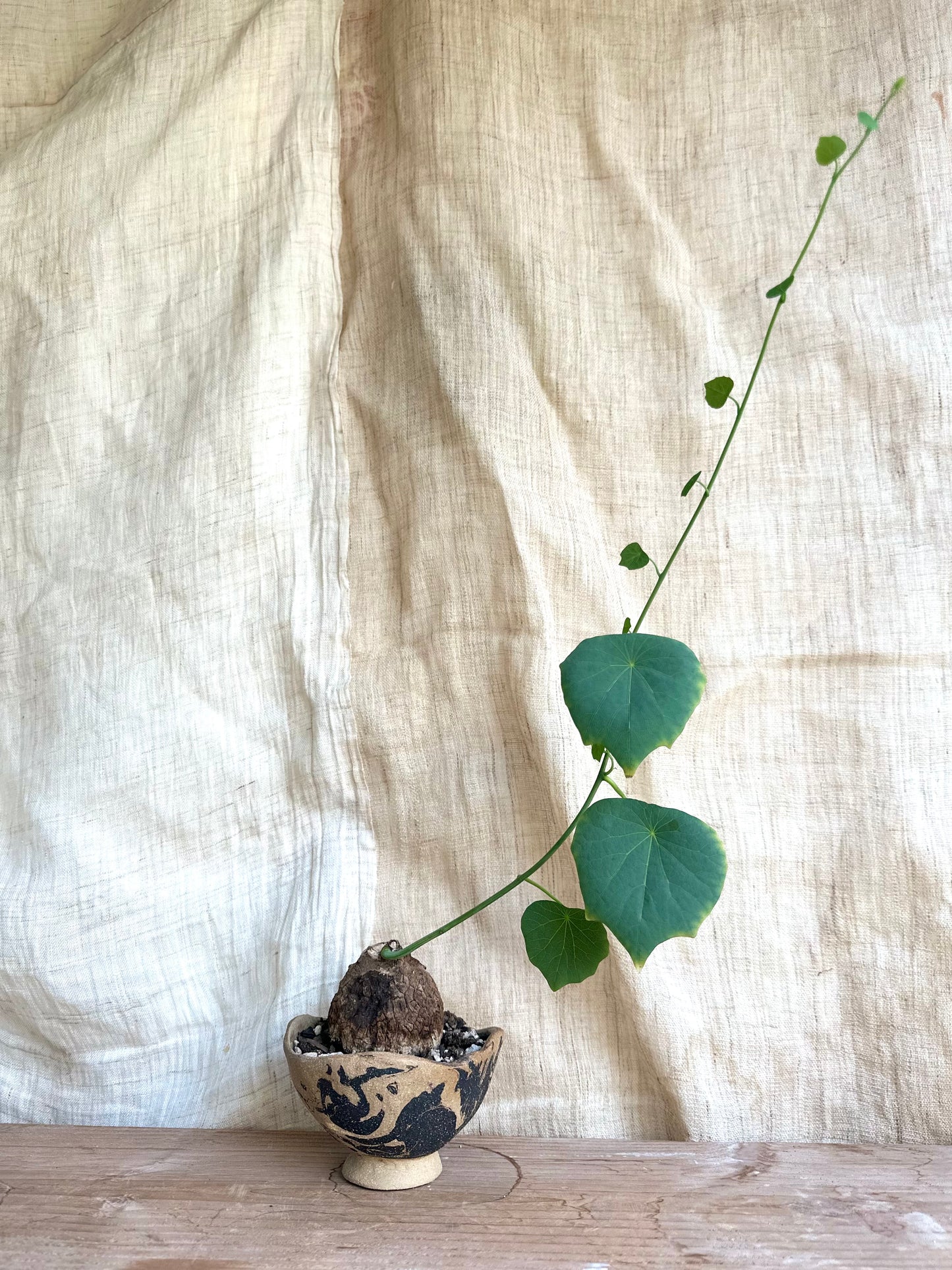 Stephania suberosa + planter