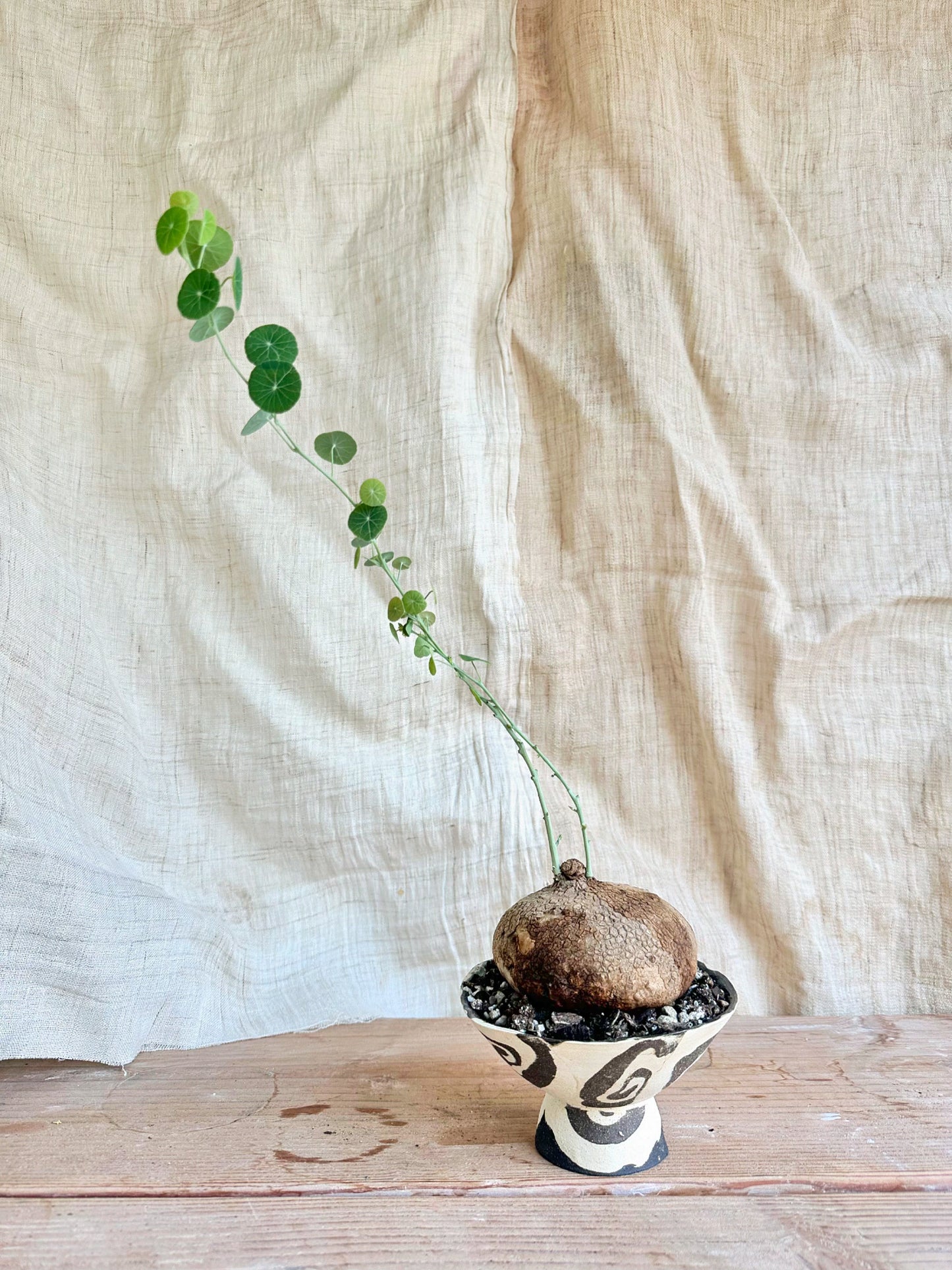 Stephania erecta + planter