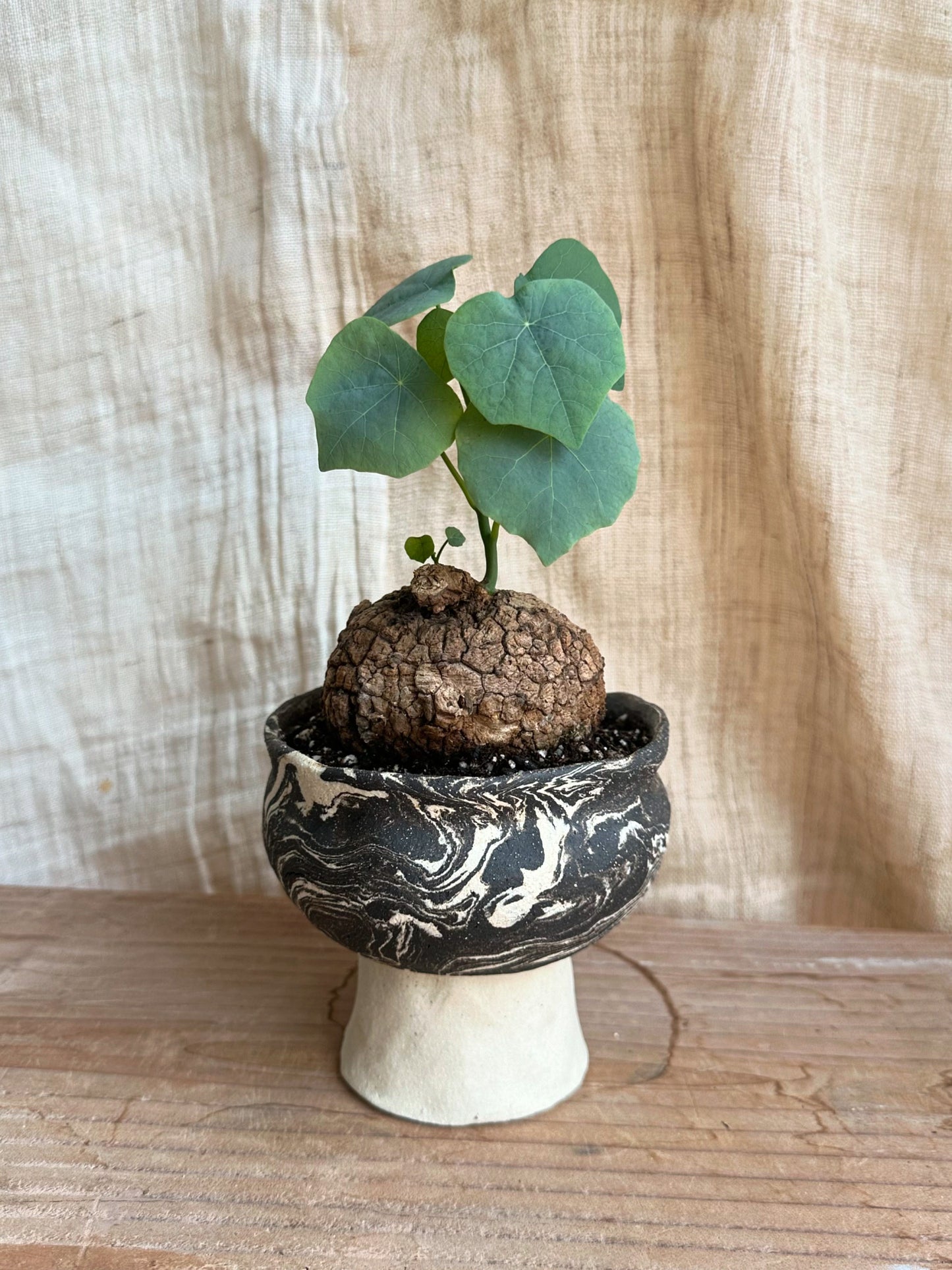Stephania suberosa + planter