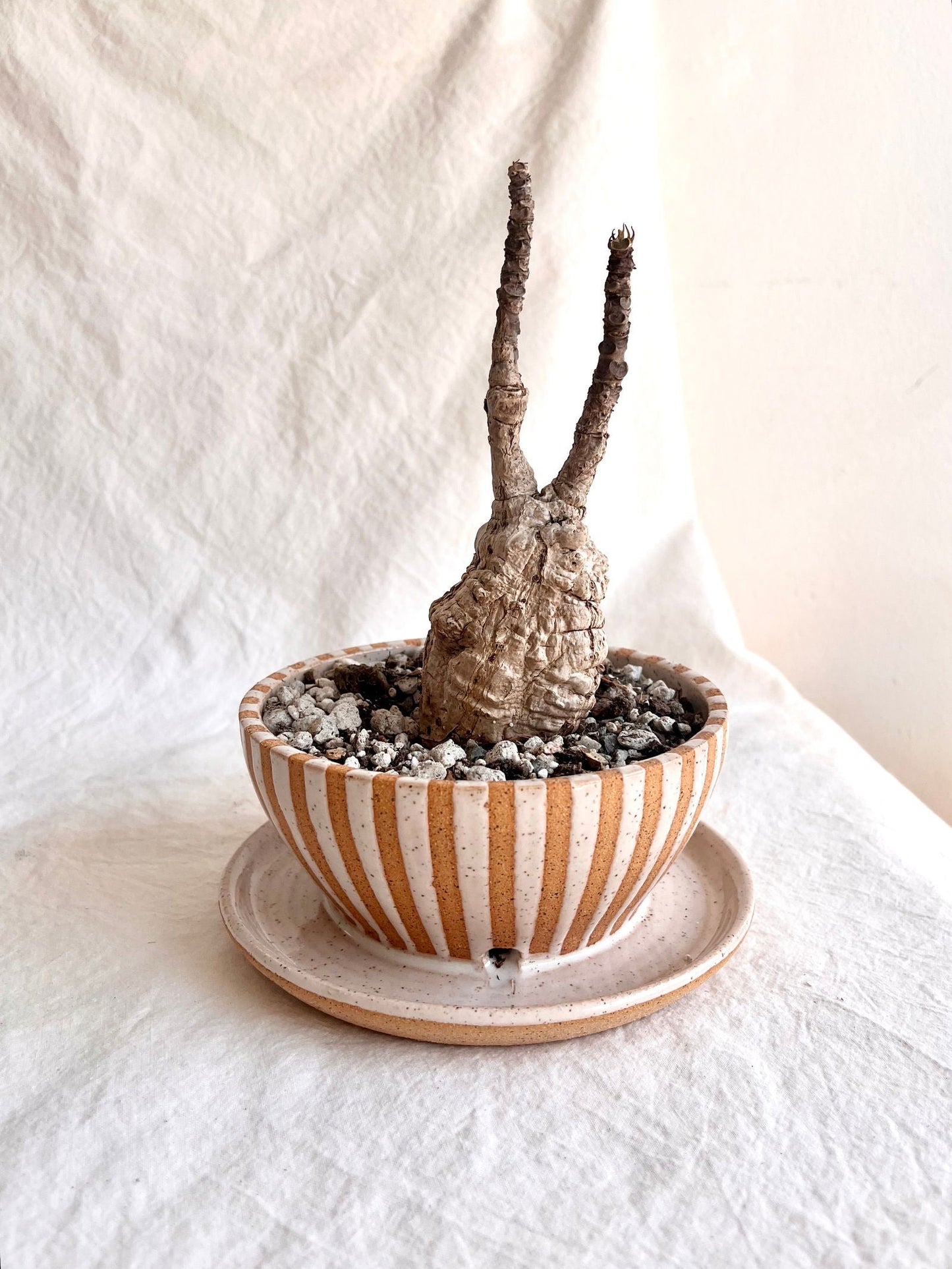 46 caudex planter (6 options)