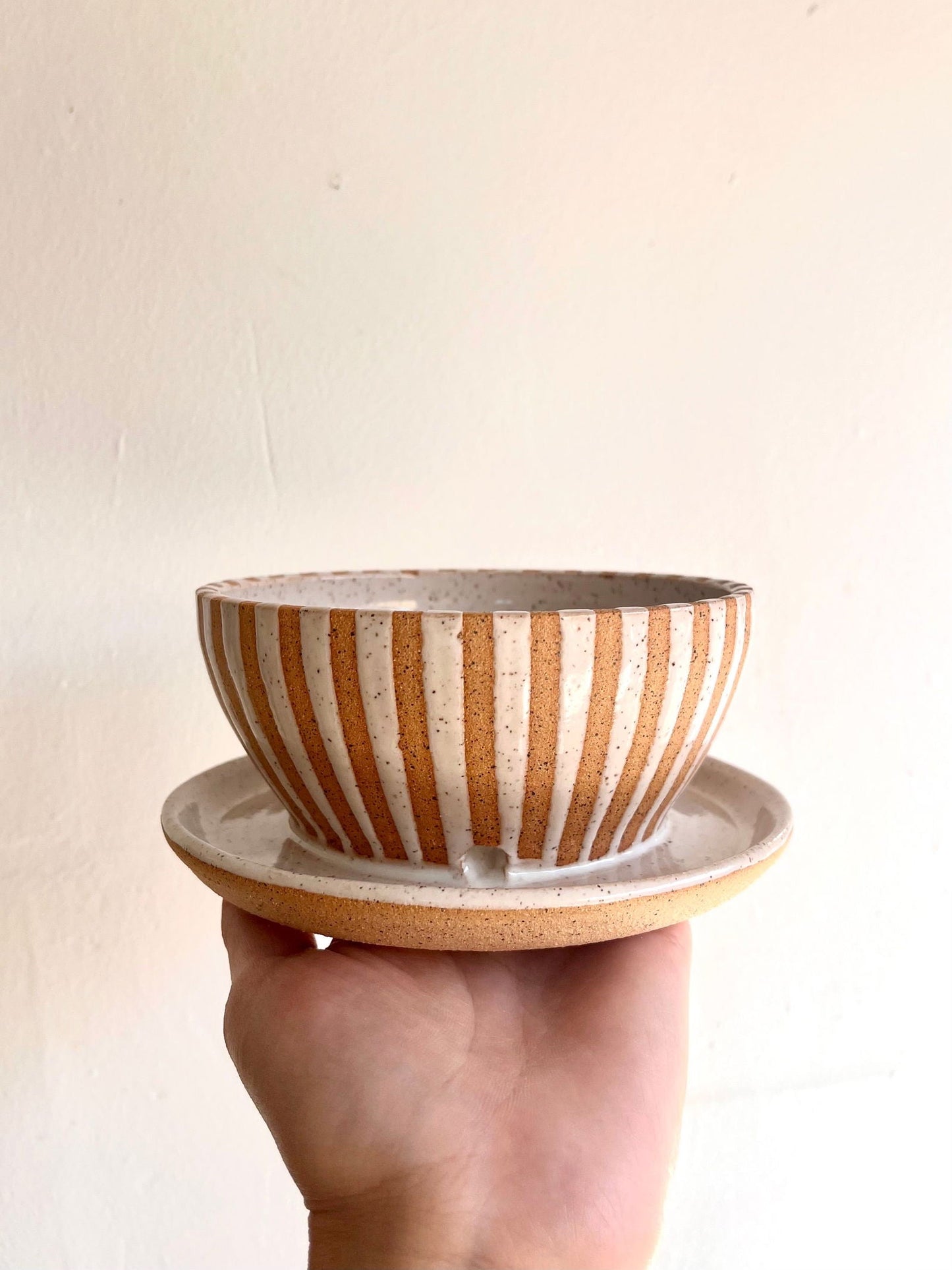 46 caudex planter (6 options)
