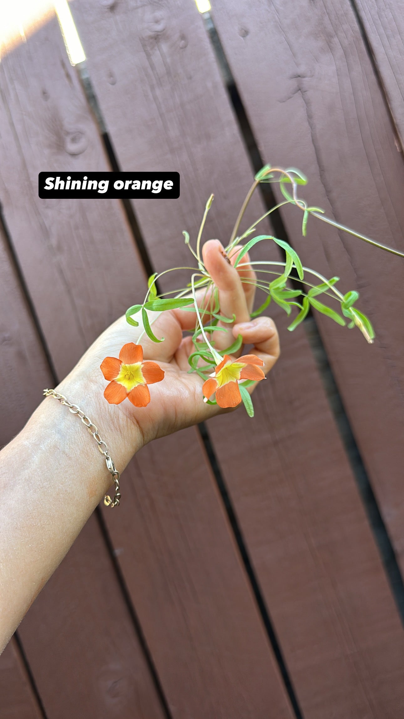 (Pre-order) Glossy white UFO planter + oxalis shining orange plant