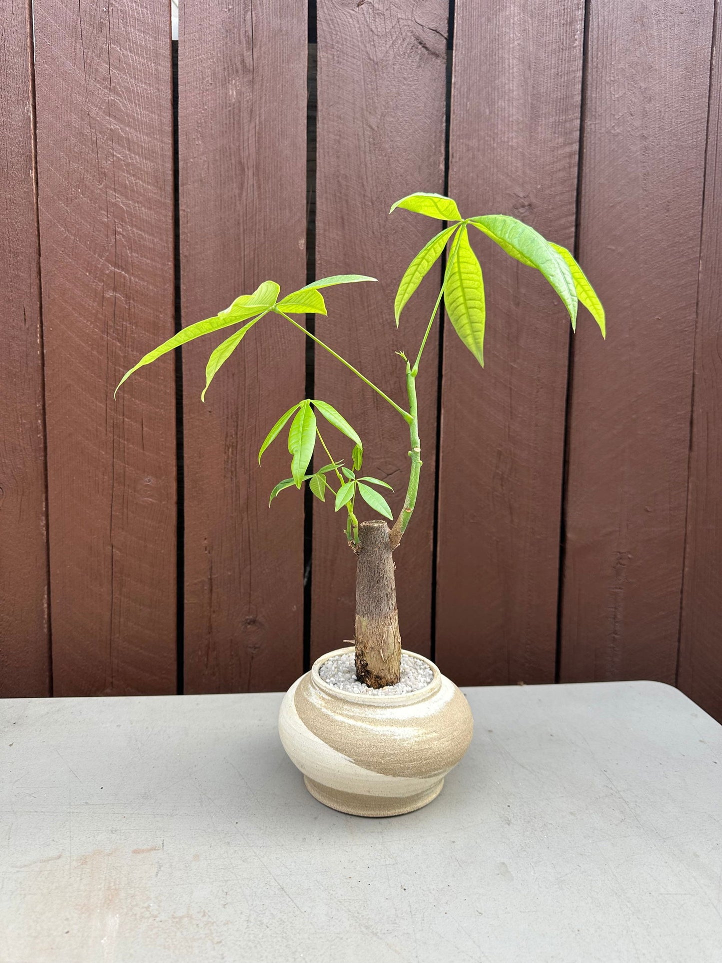 Money tree w/ mud cream planter - Mipa's pots and plants