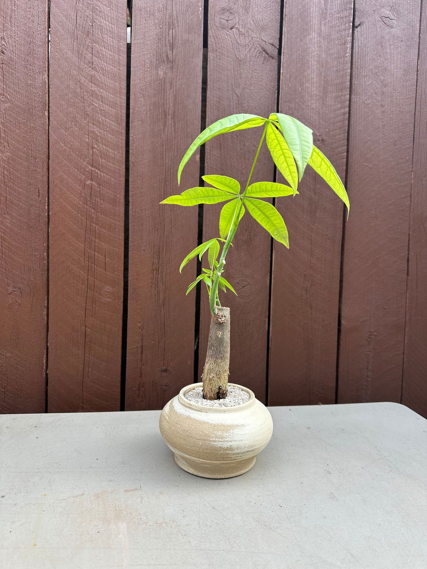 Money tree w/ mud cream planter - Mipa's pots and plants
