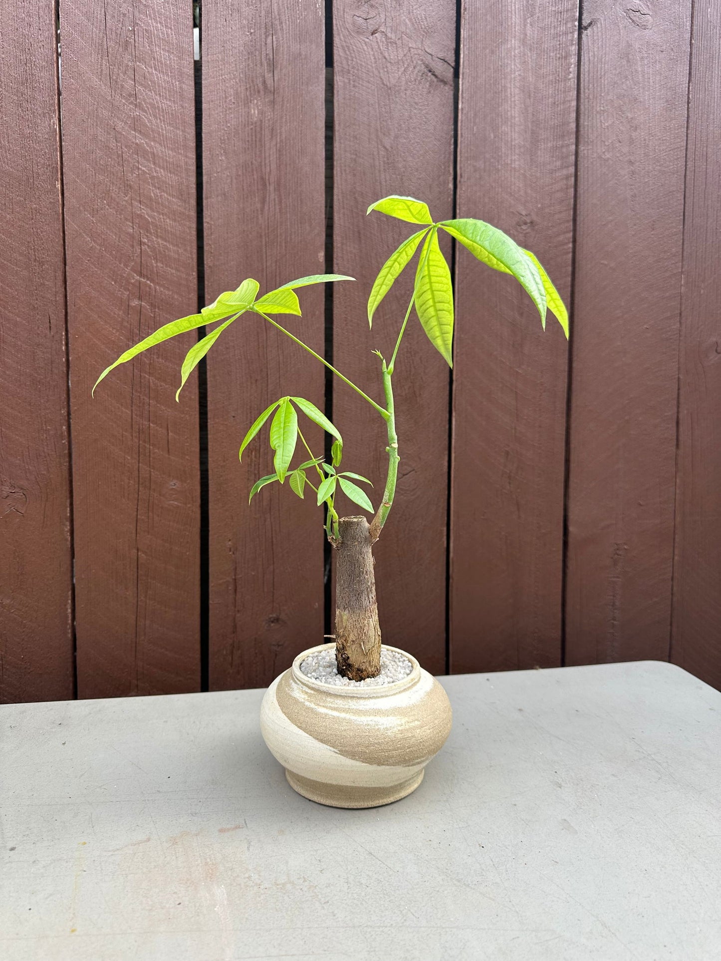 Money tree w/ mud cream planter - Mipa's pots and plants