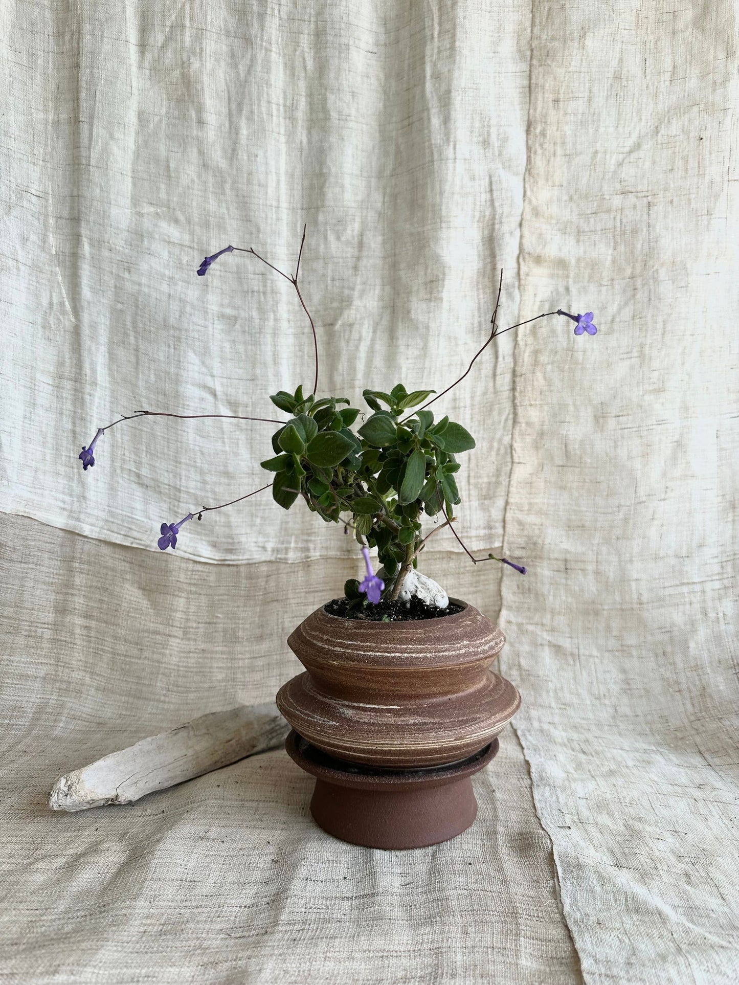 Order for Alanna - Mipa's pots and plants