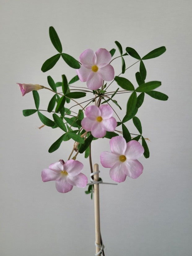 Oxalis ‘Haha’ bulb - Mipa's pots and plants