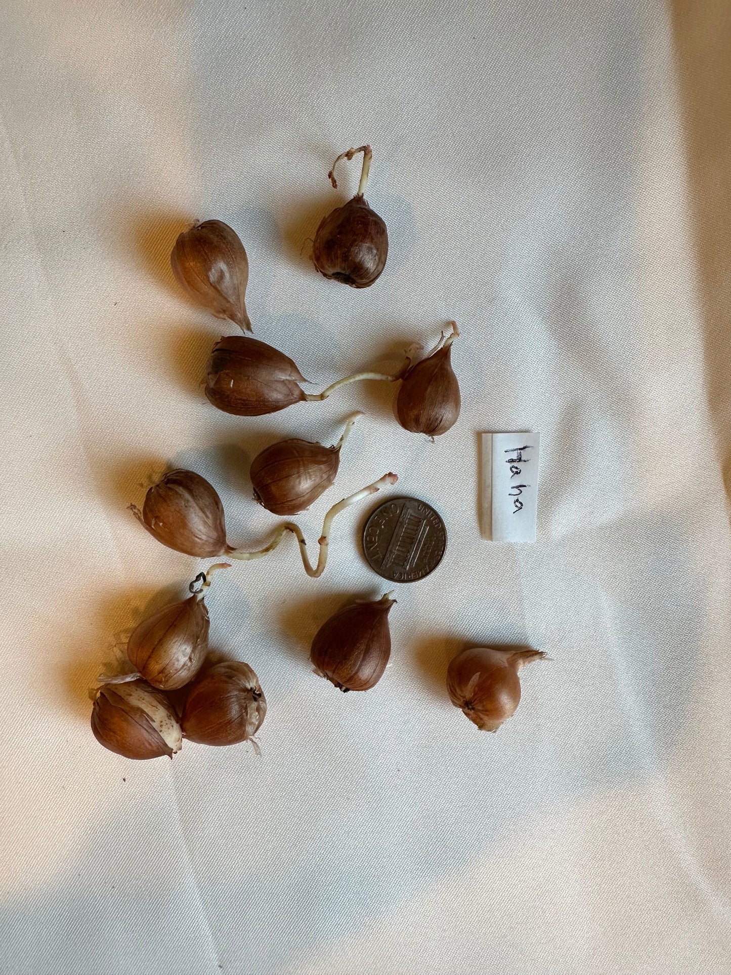 Oxalis ‘Haha’ bulb - Mipa's pots and plants