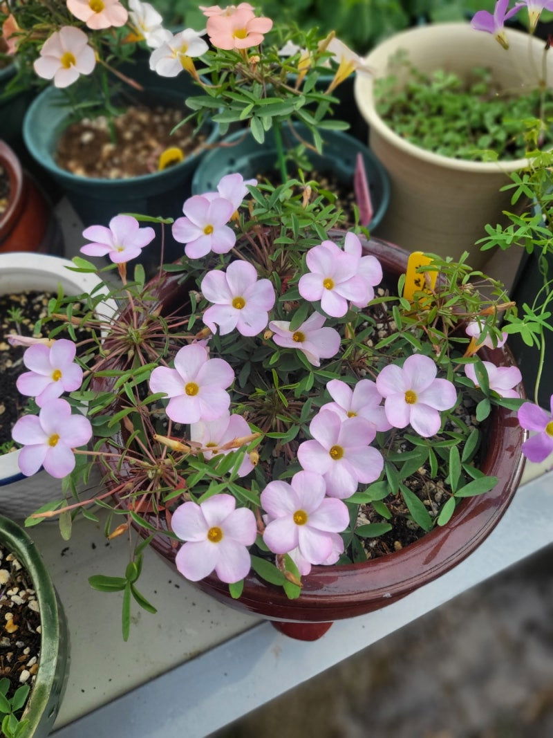 Oxalis ‘Haha’ bulb - Mipa's pots and plants