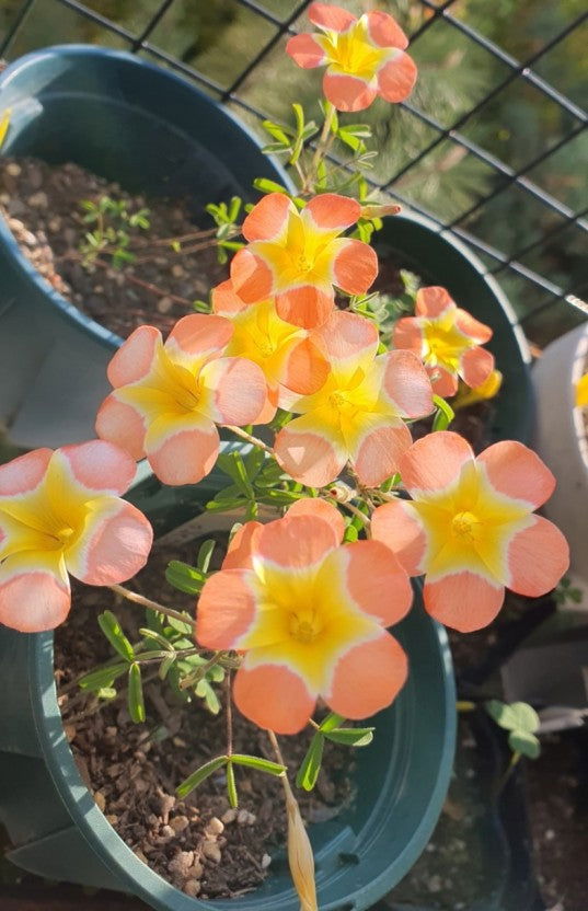 Oxalis ‘Pale yael’ bulb - Mipa's pots and plants