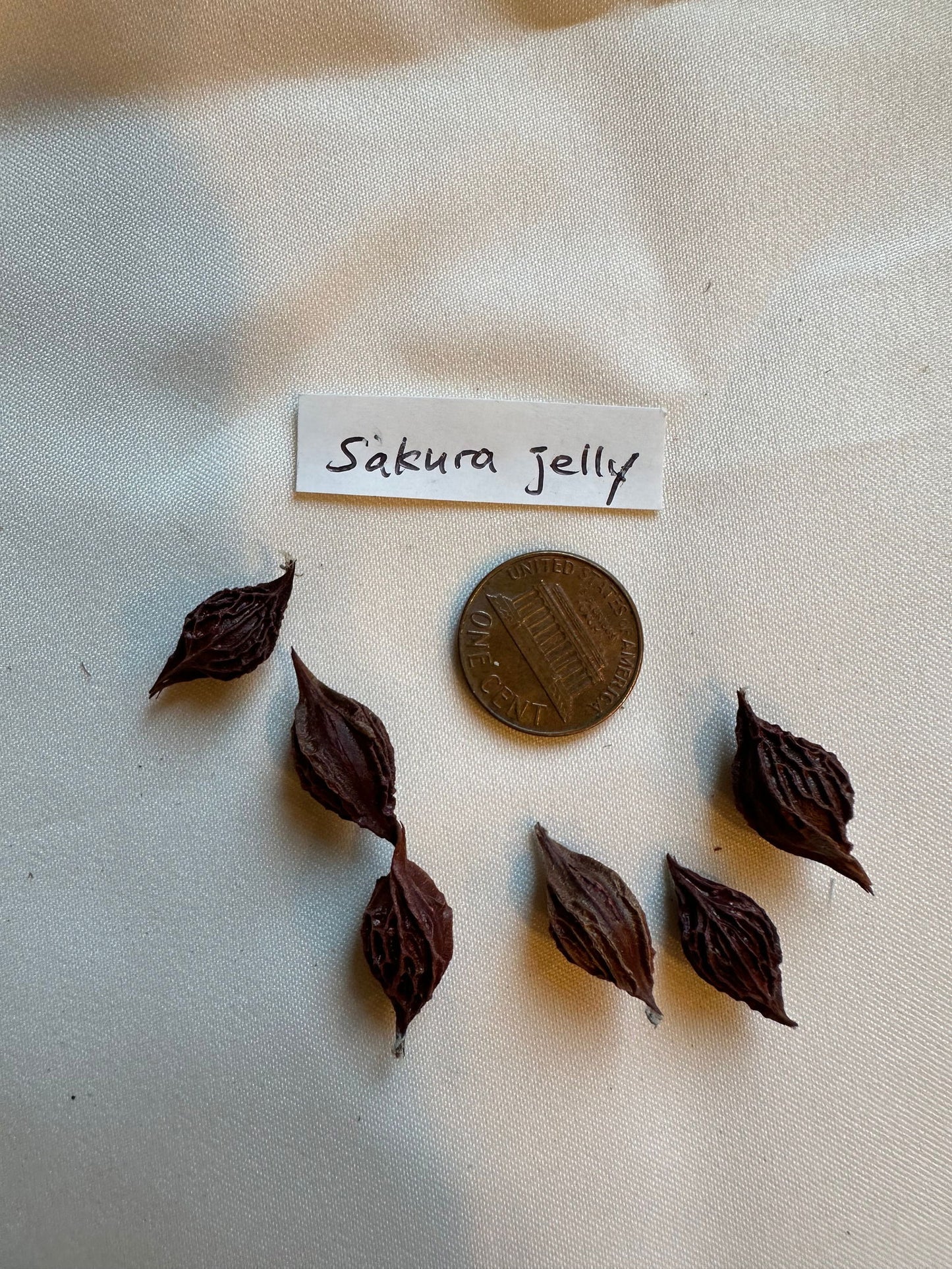 Oxalis obtusa 'Sakura jelly' bulb - Mipa's pots and plants
