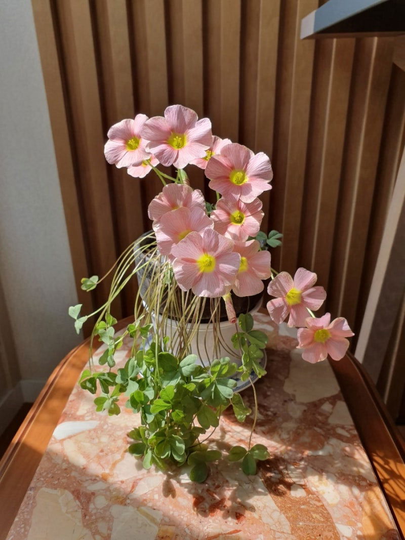 Oxalis obtusa 'Sakura jelly' bulb - Mipa's pots and plants