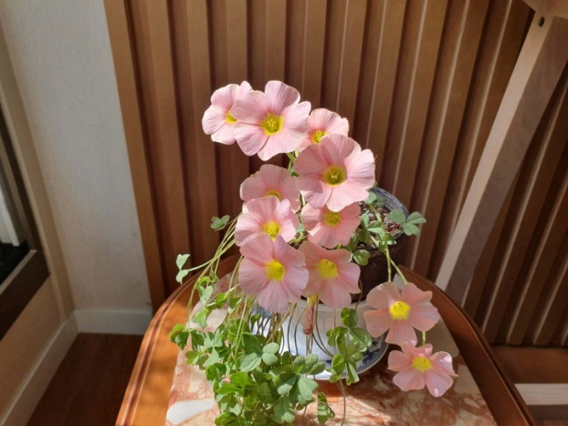 Oxalis obtusa 'Sakura jelly' bulb - Mipa's pots and plants
