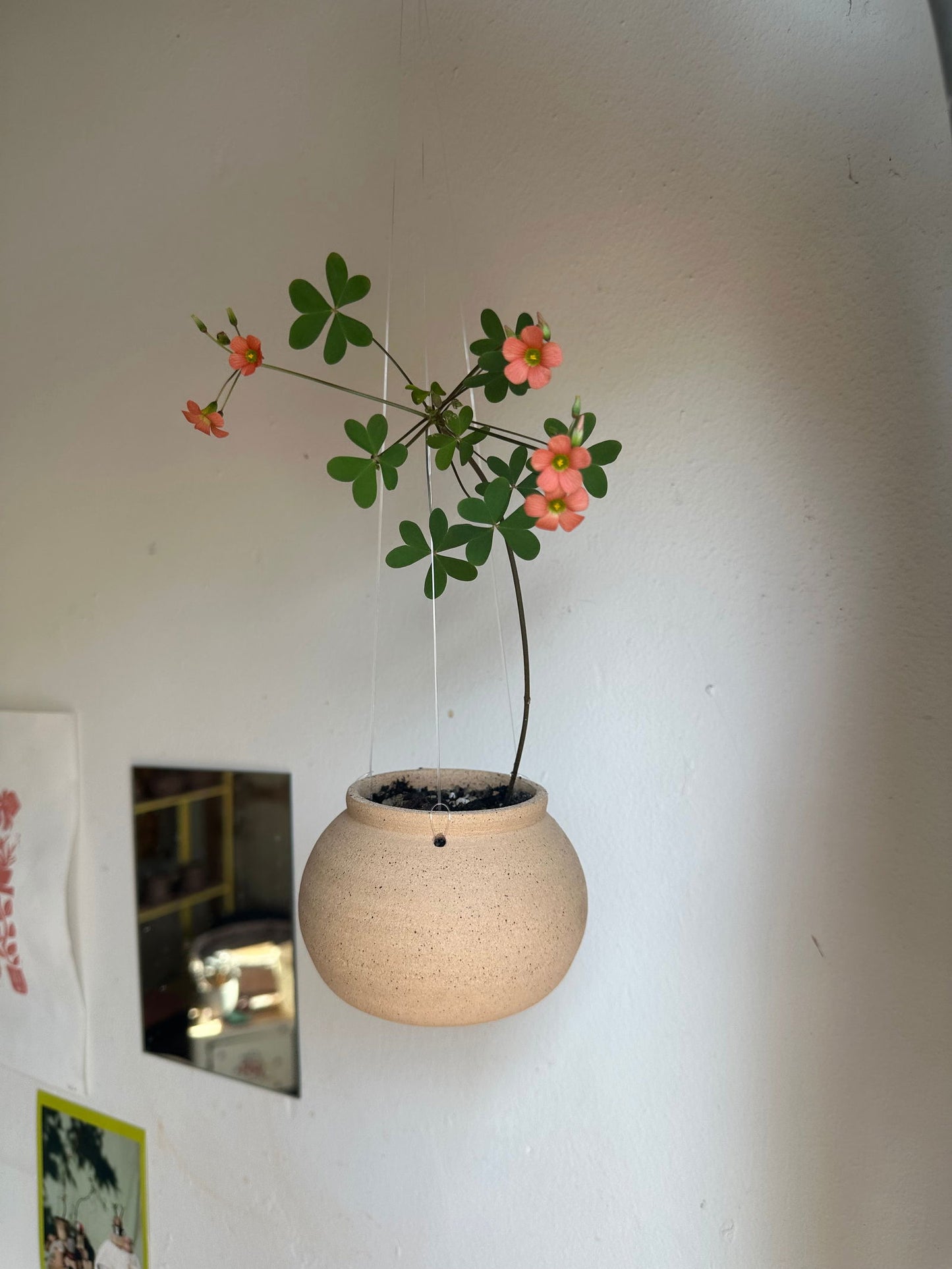 Oxalis stenorryncha w/ mini moonjar planter - Mipa's pots and plants