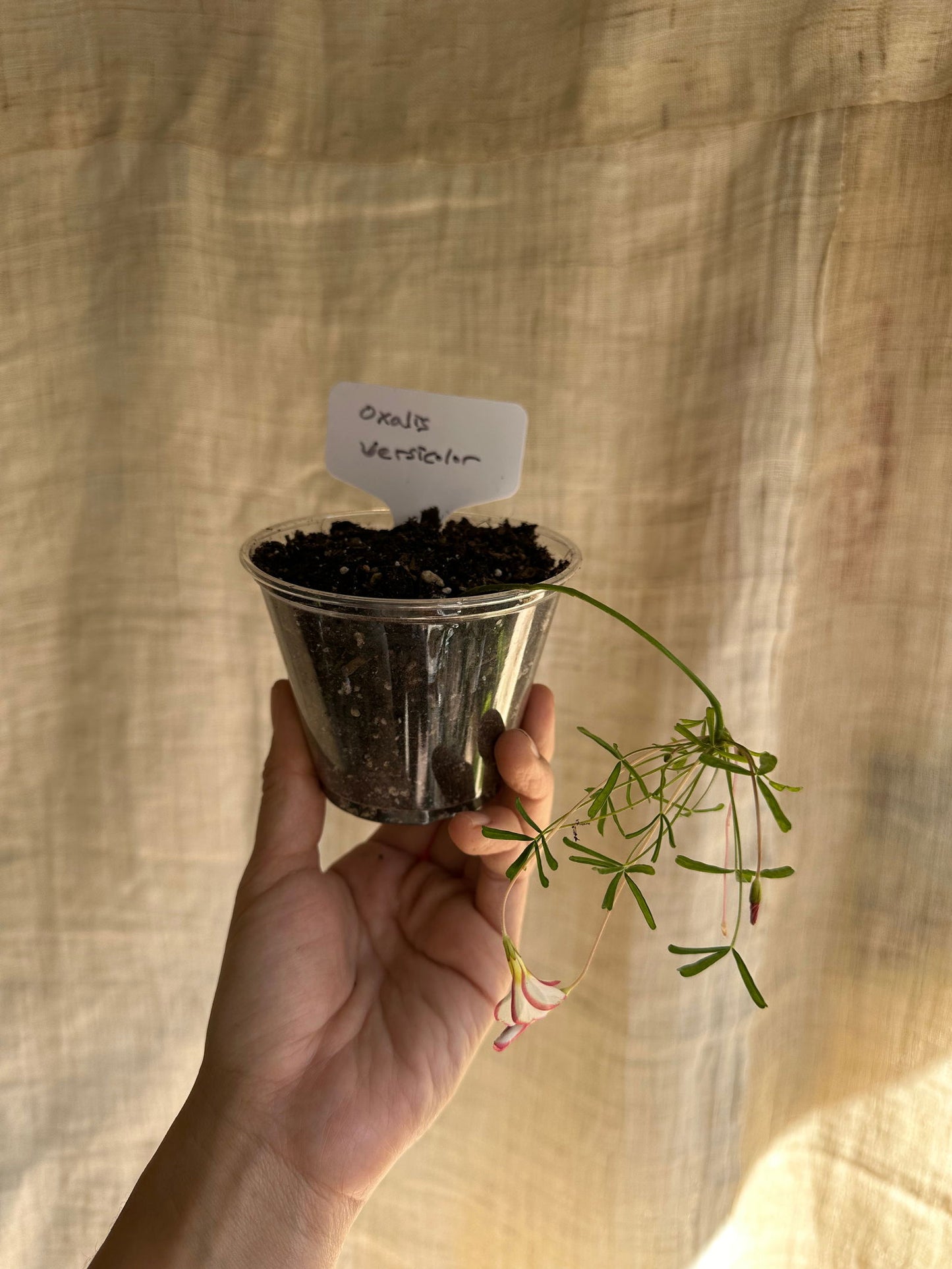 Oxalis versicolor - Mipa's pots and plants