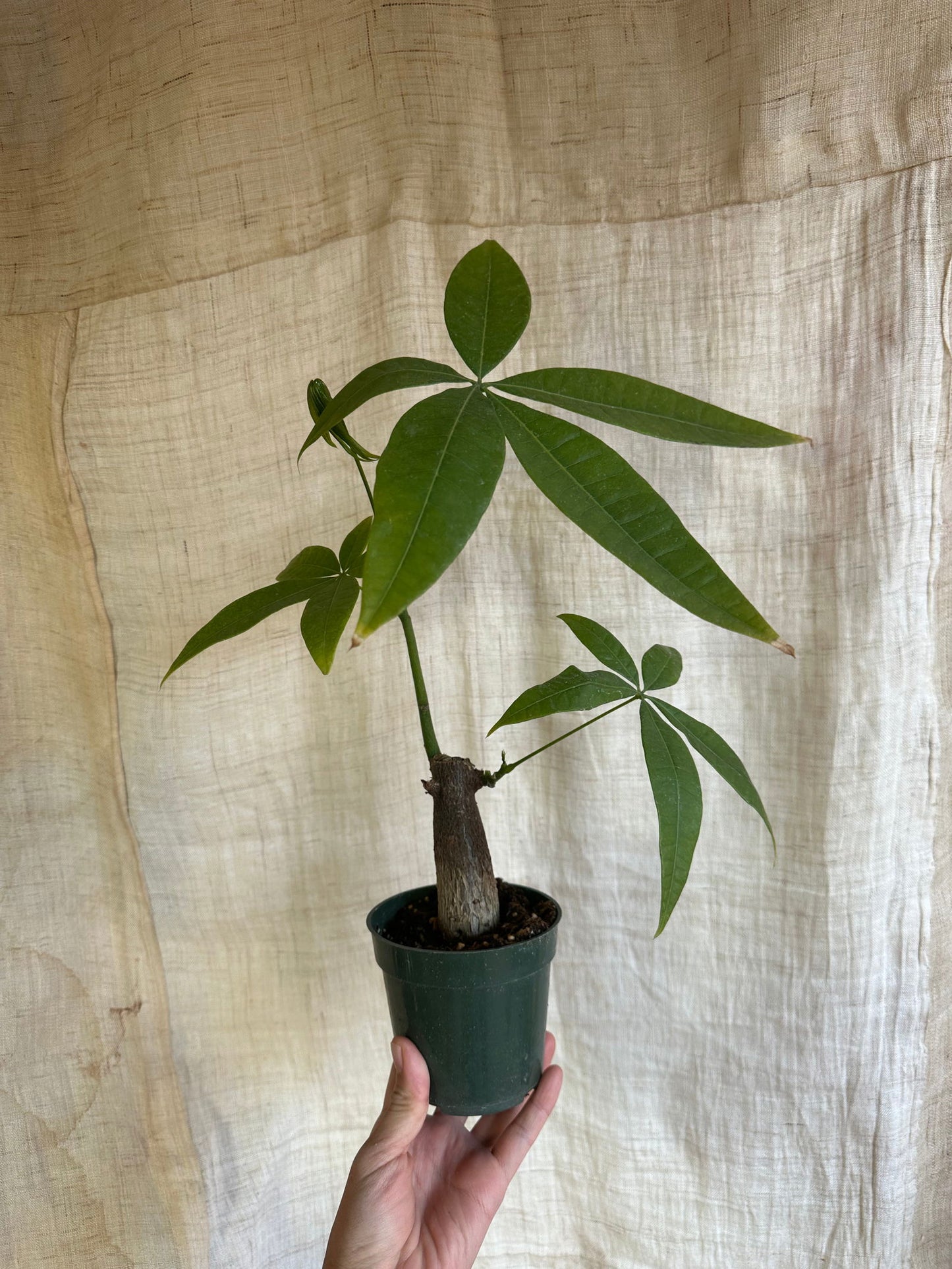 Pachira aquatica w/ planter - Mipa's pots and plants