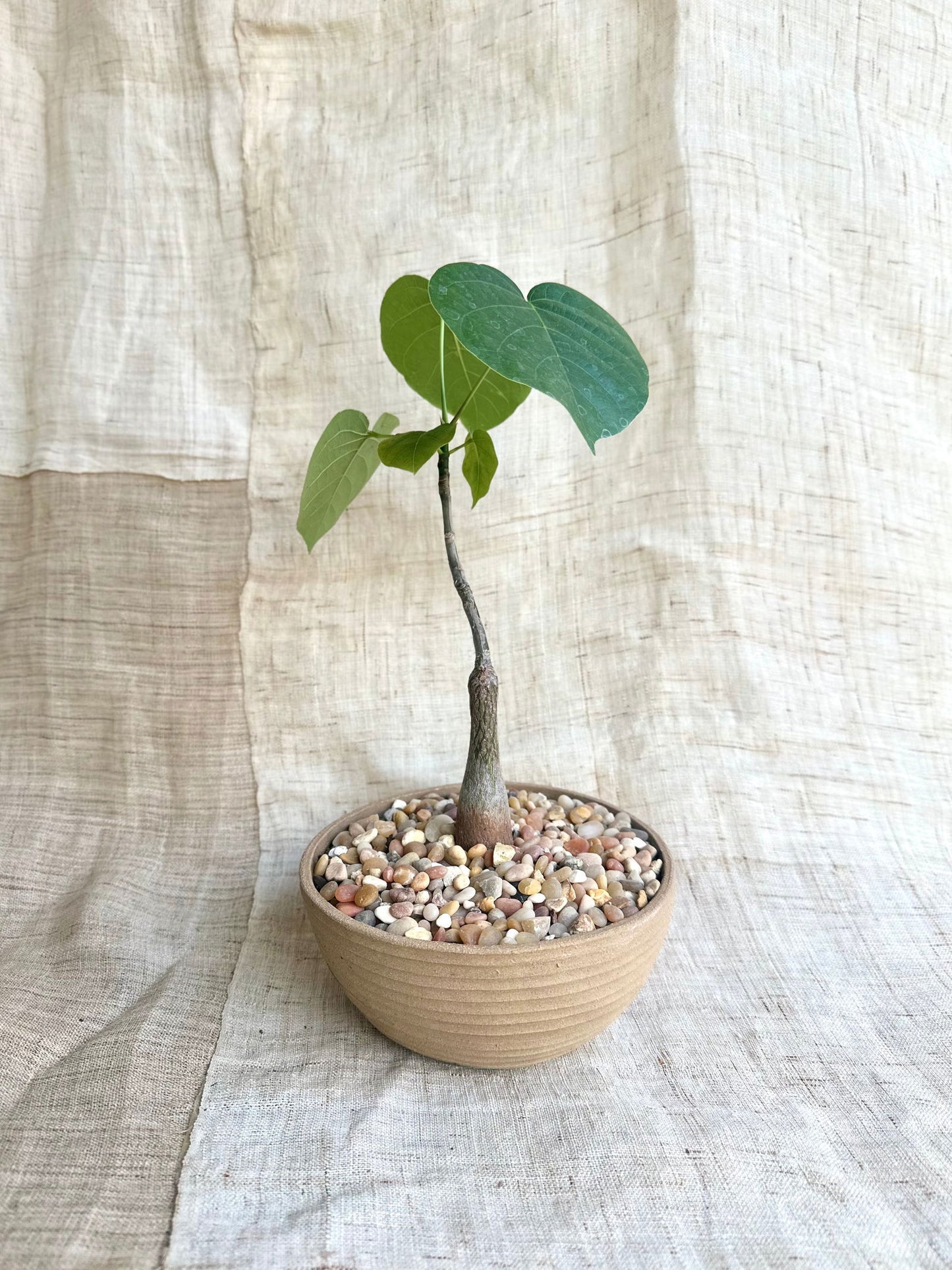 Pseudobombax ellipticum w/ mud planter - Mipa's pots and plants