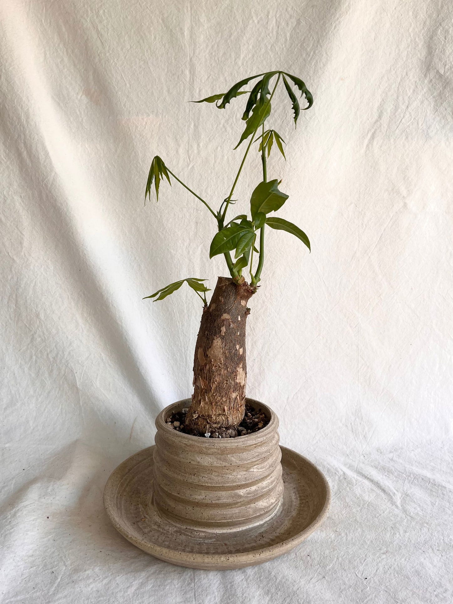 (Sale) 23 pagoda planter - Mipa's pots and plants