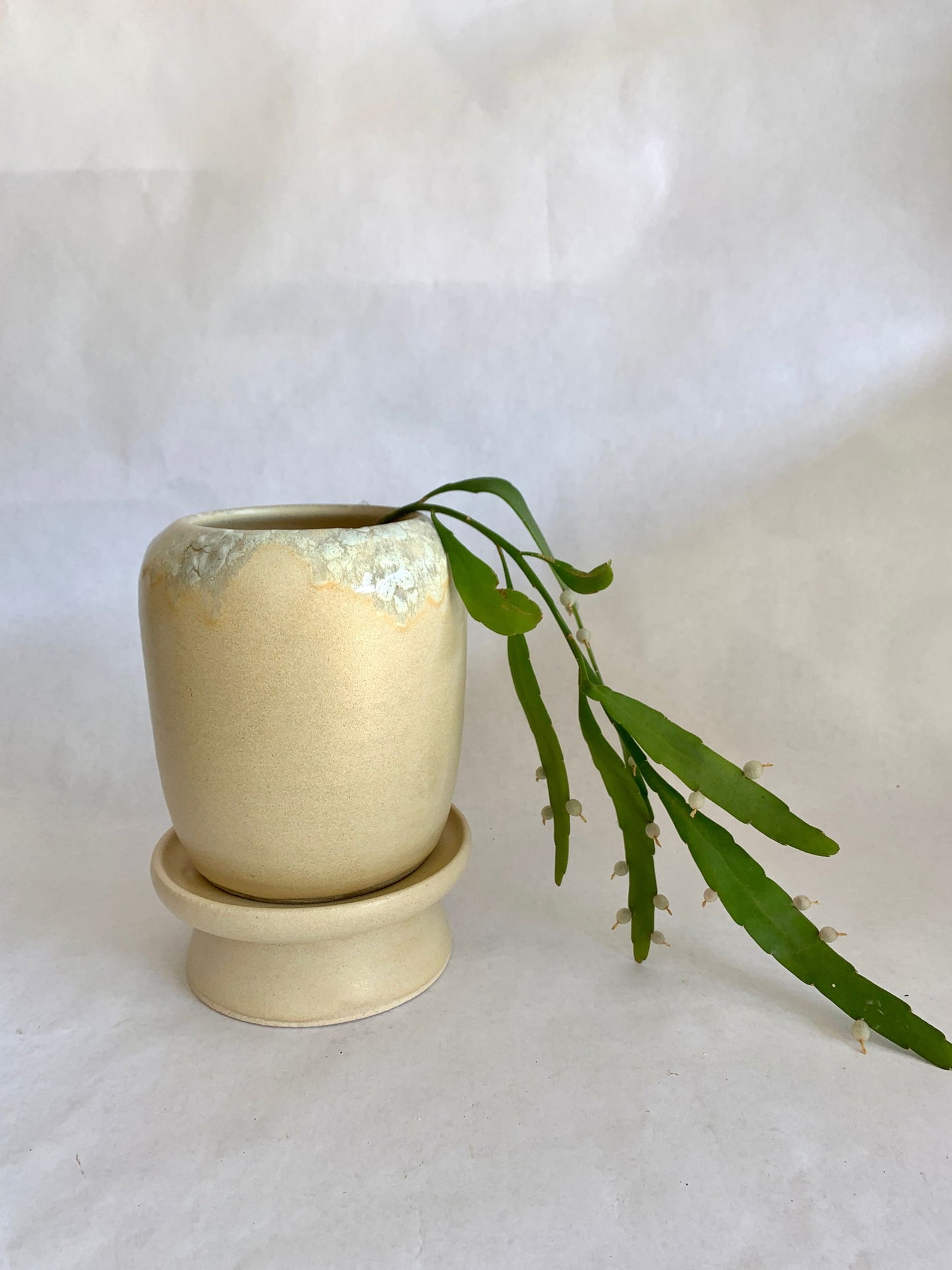 (Sale) 40 Planter + pedestal saucer set - Mipa's pots and plants