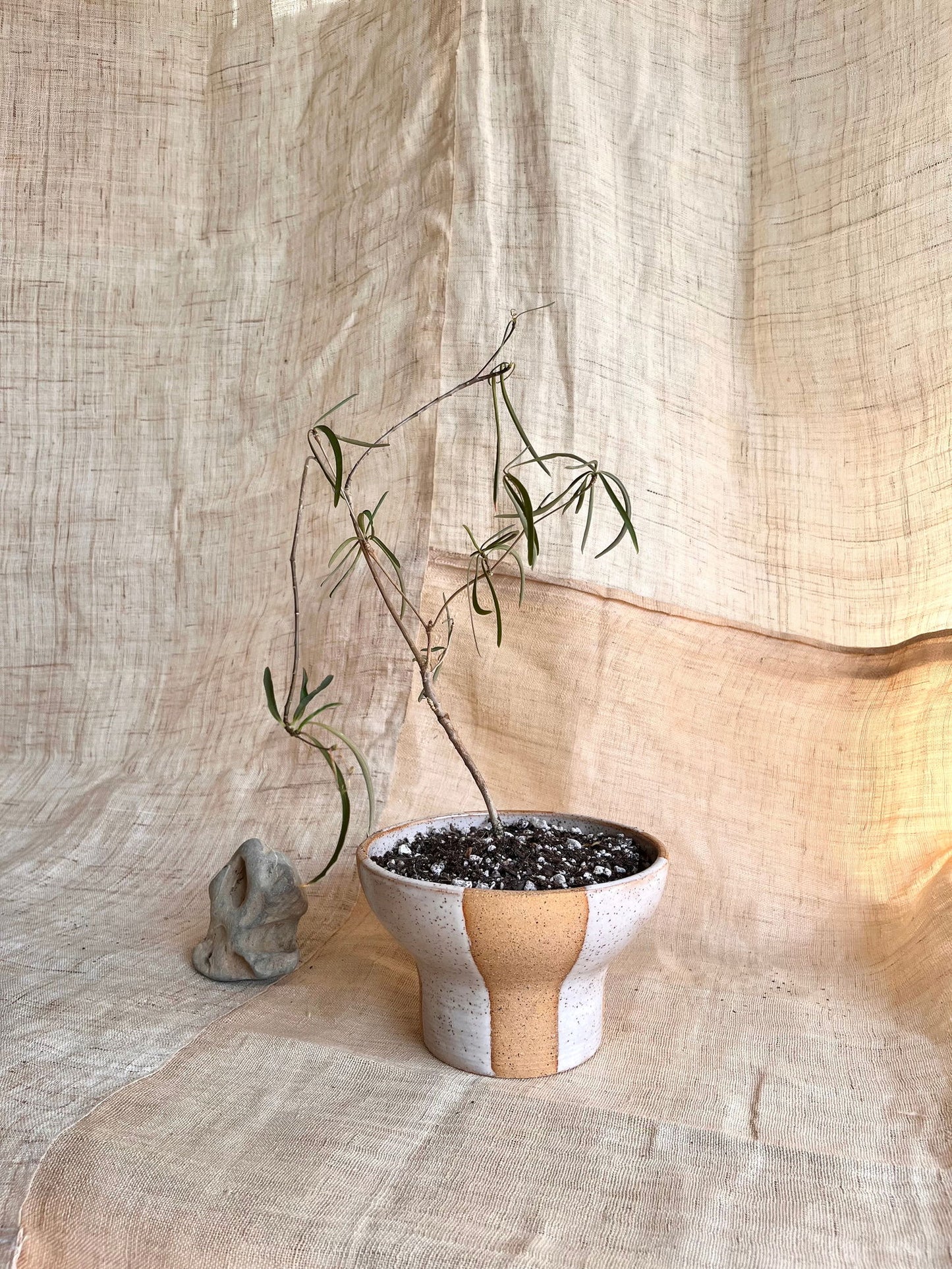 (Sale) 46 S.B striped planter - Mipa's pots and plants