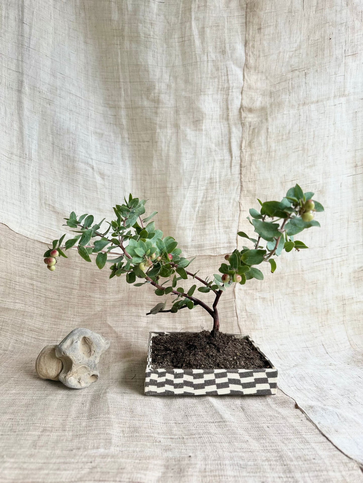 (Sale) 82 checkers bonsai planter - Mipa's pots and plants