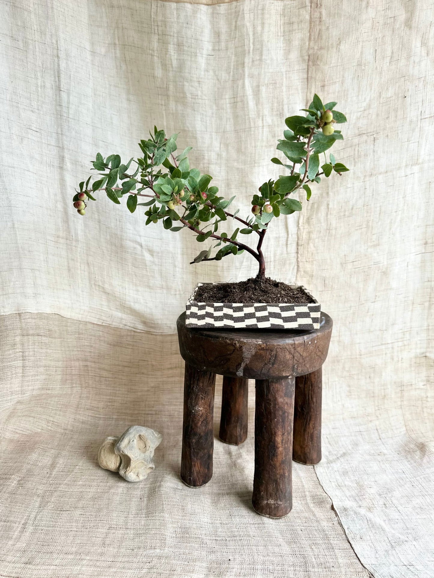 (Sale) 82 checkers bonsai planter - Mipa's pots and plants