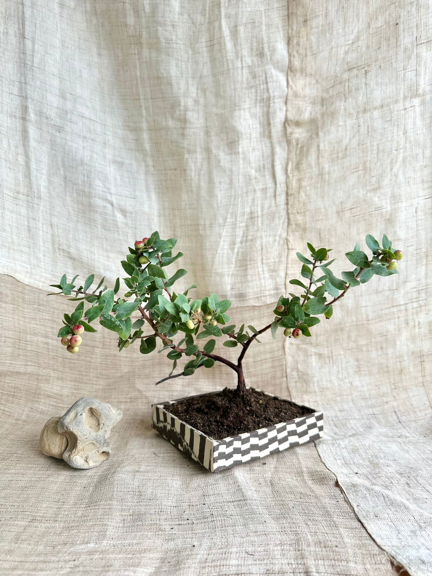 (Sale) 82 checkers bonsai planter - Mipa's pots and plants