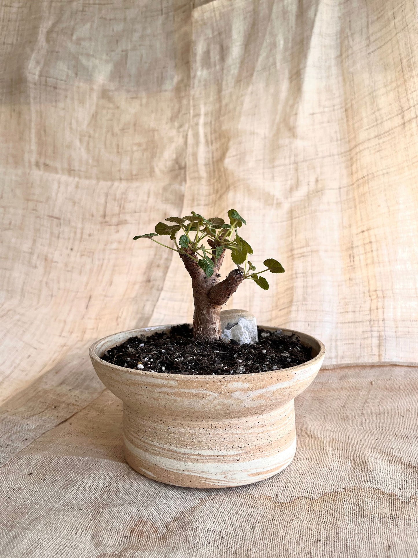 (Seconds) 26 sandstorm planter - Mipa's pots and plants