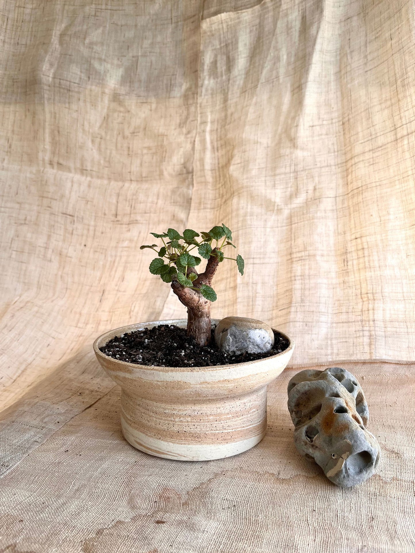 (Seconds) 26 sandstorm planter - Mipa's pots and plants