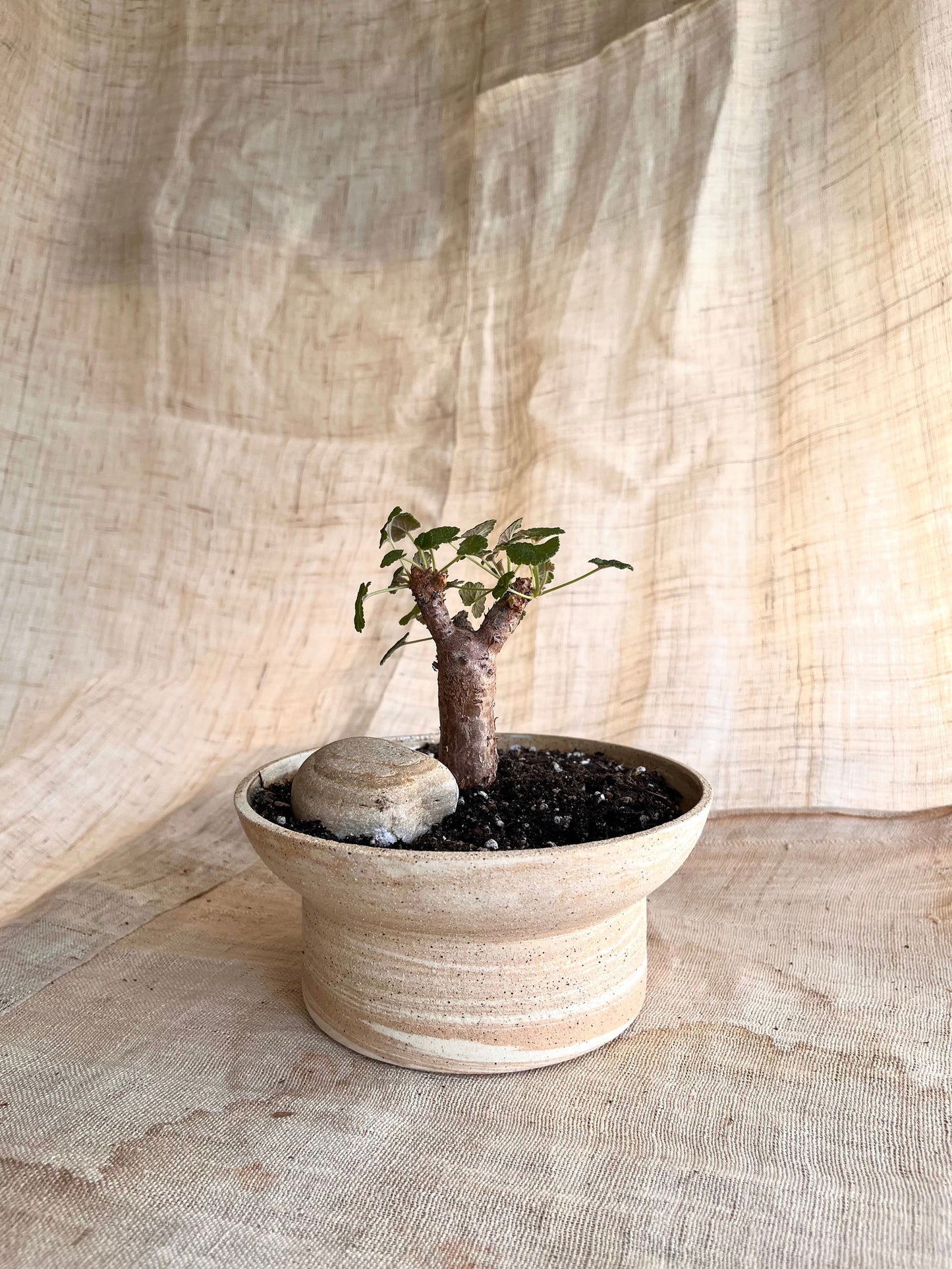 (Seconds) 26 sandstorm planter - Mipa's pots and plants
