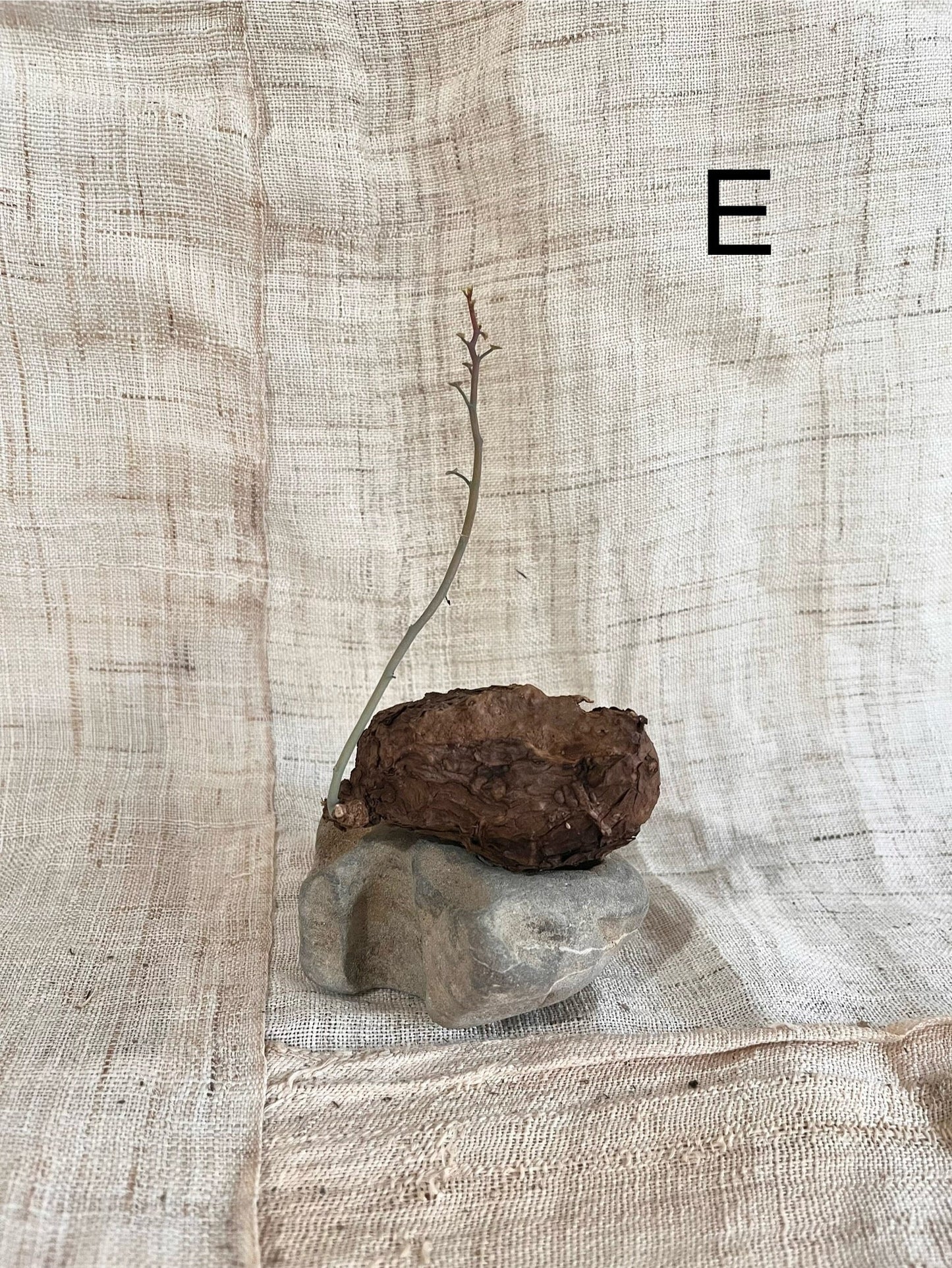 Stephania nova - Mipa's pots and plants