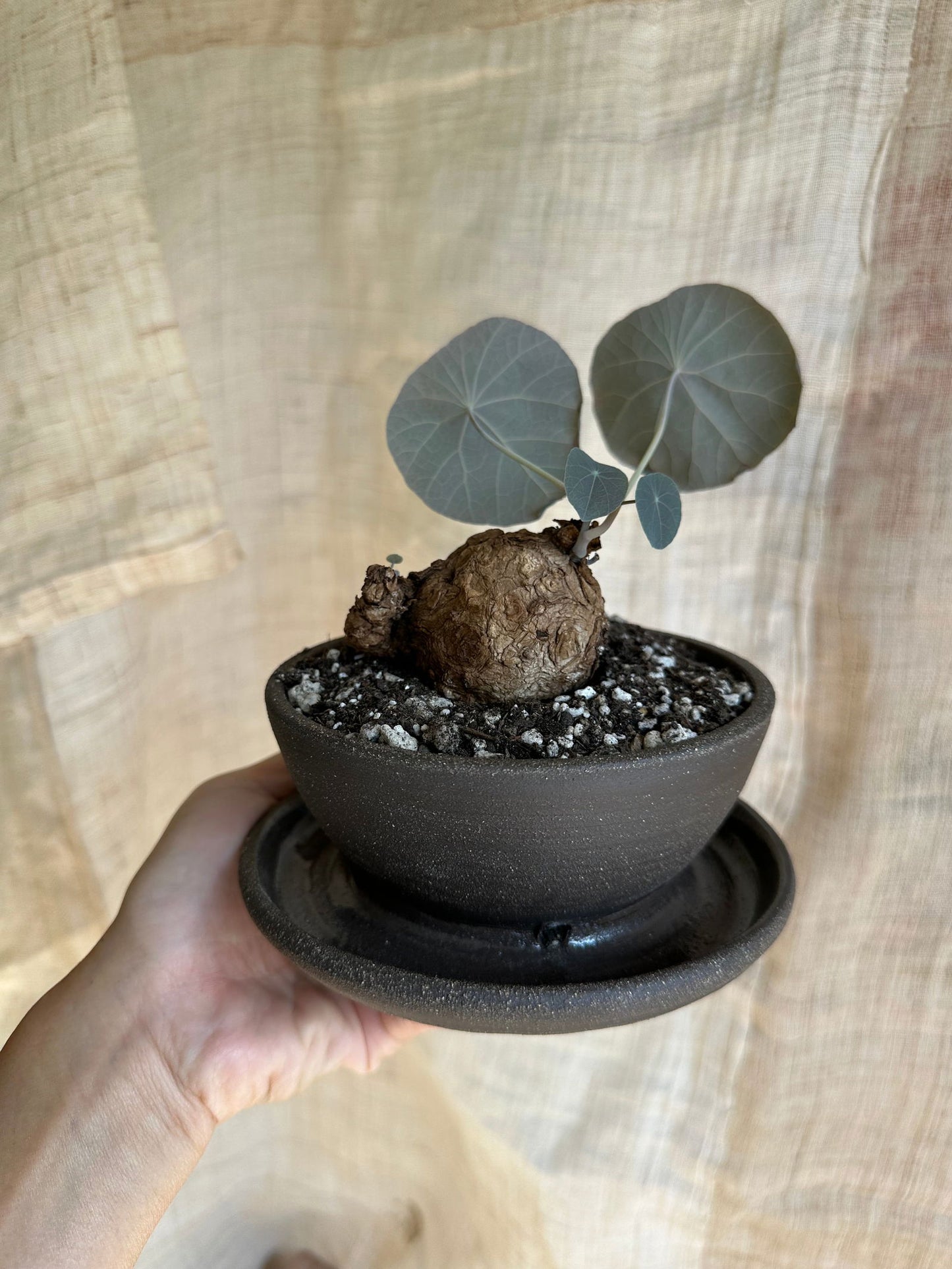 Stephania nova w/ caudex planter - Mipa's pots and plants